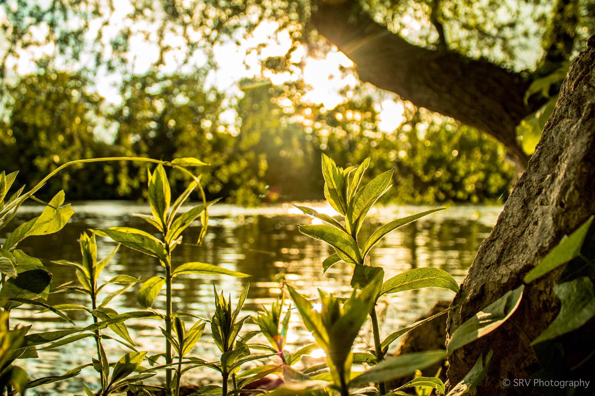 Canon EOS 750D (EOS Rebel T6i / EOS Kiss X8i) sample photo. Riverside sunrise photography