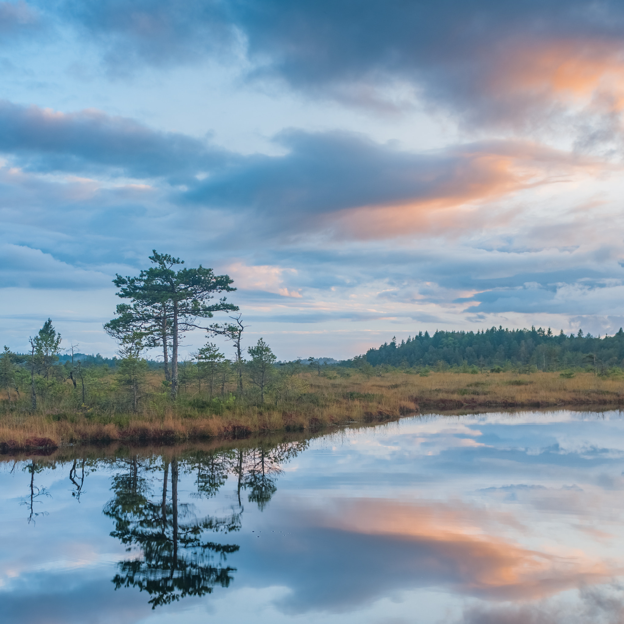 Nikon D300 + Nikon AF Nikkor 28mm F2.8D sample photo. Sunset in the bog photography