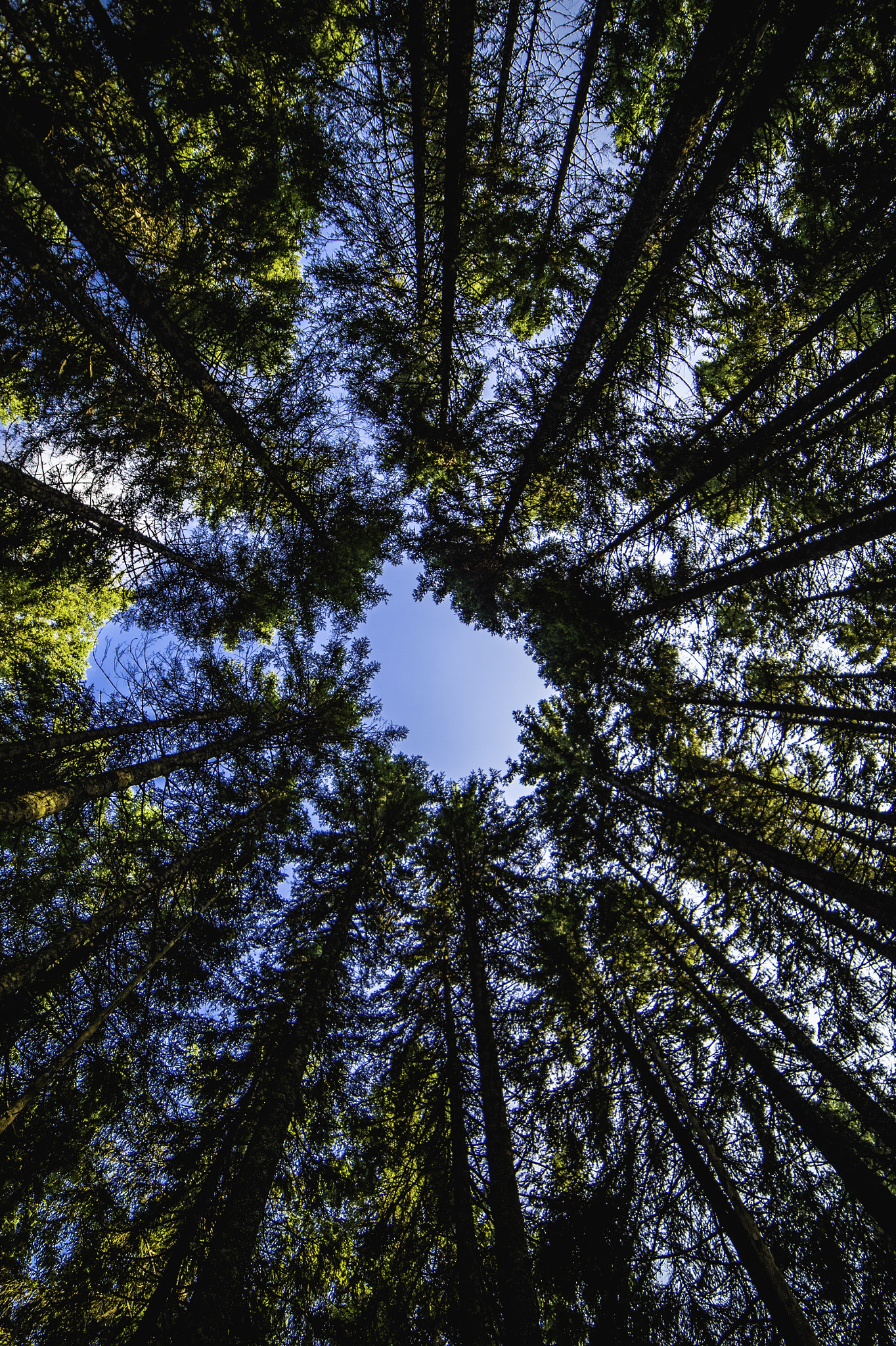 Nikon Df sample photo. Tree tops photography