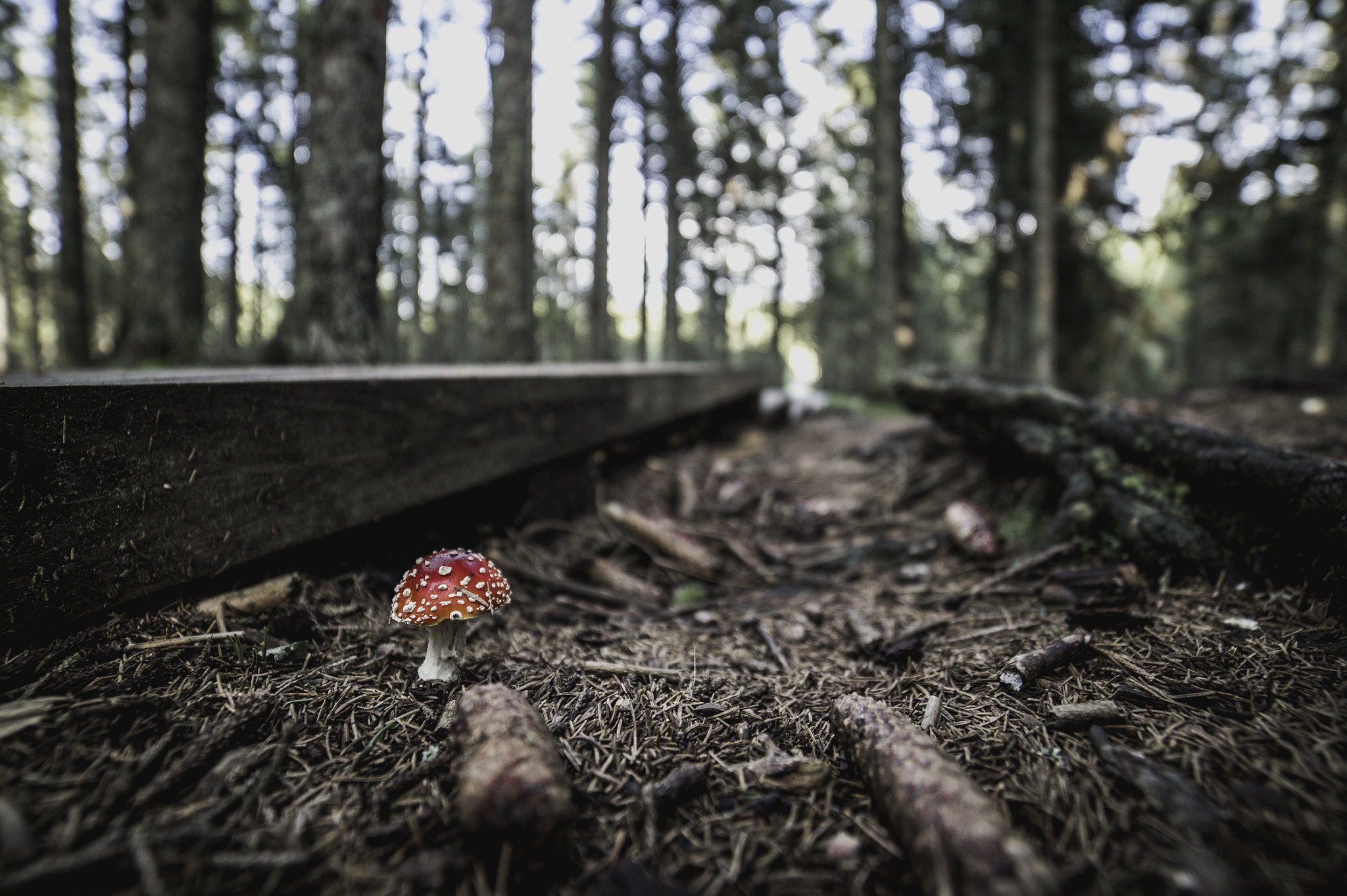 Nikon Df sample photo. Mushroom photography
