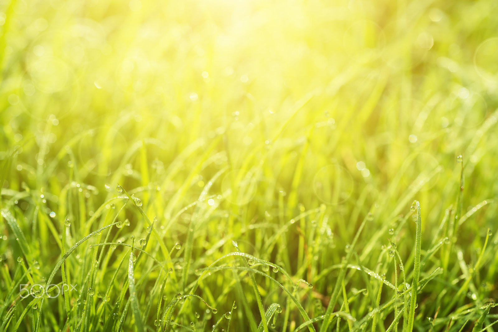 Nikon AF Micro-Nikkor 60mm F2.8D sample photo. Natural abstract sunny background photography