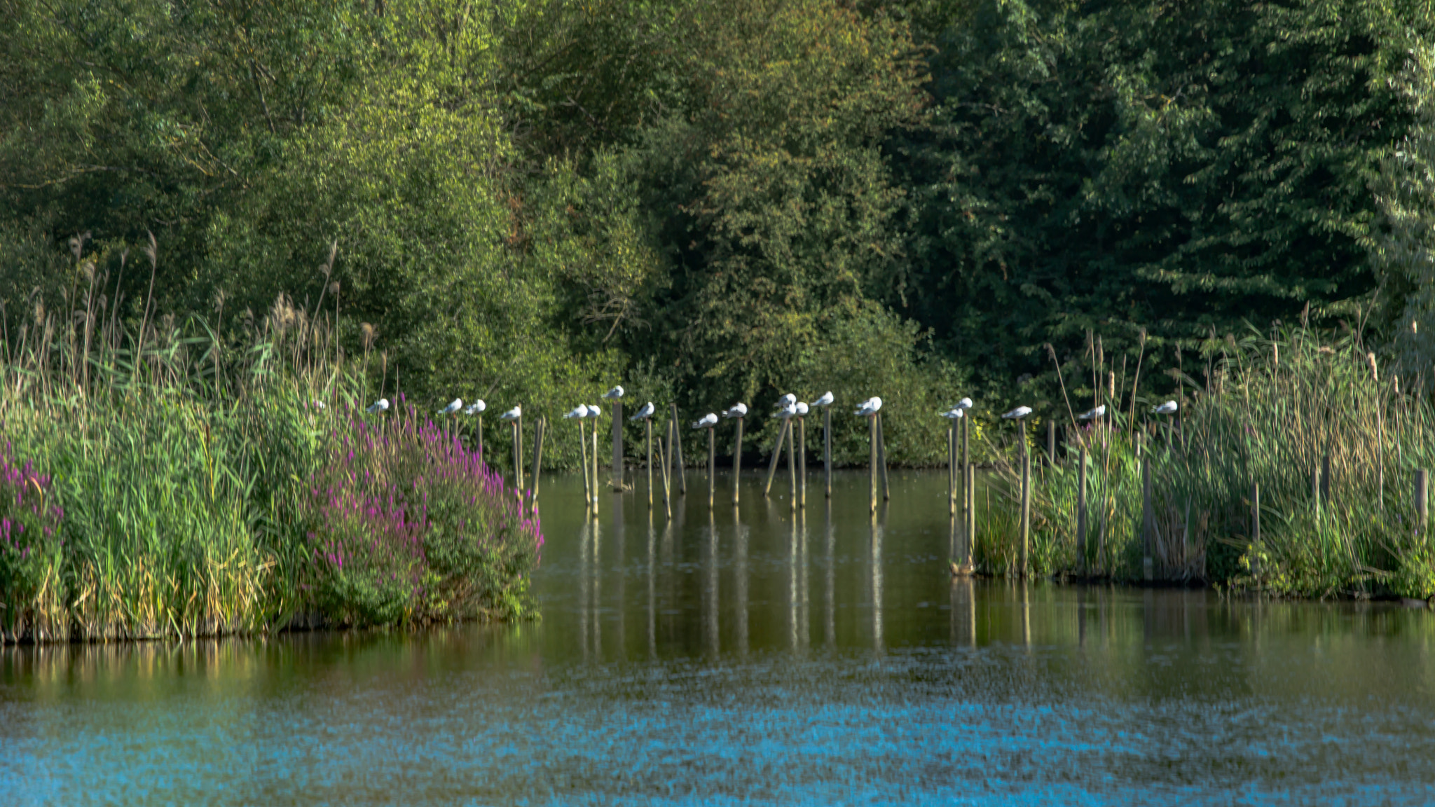 Sony a6000 + Tamron 18-270mm F3.5-6.3 Di II PZD sample photo. Birds photography