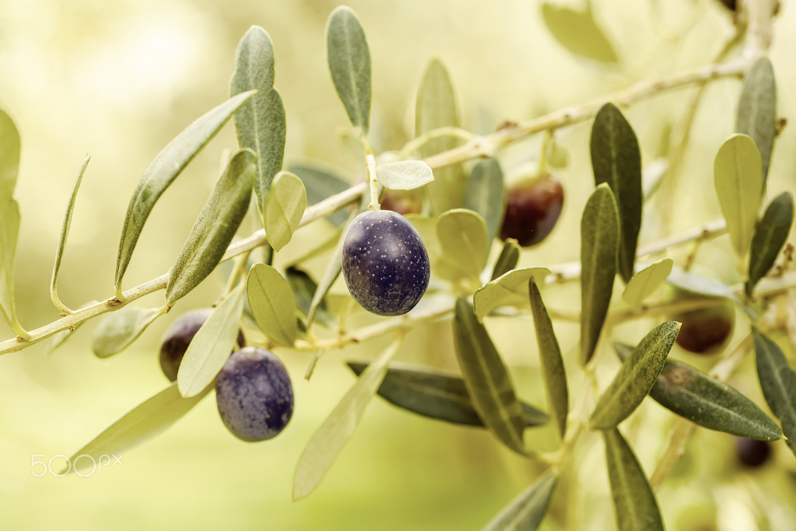 Nikon AF Micro-Nikkor 60mm F2.8D sample photo. Olive tree with fruits photography