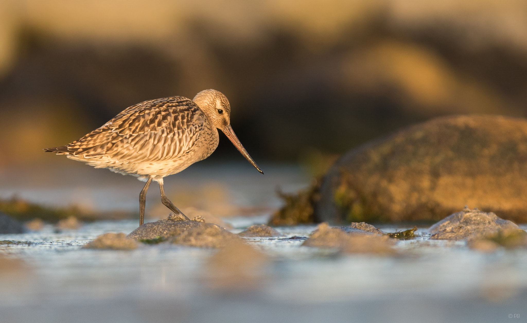 Canon EF 300mm F2.8L IS USM sample photo. Bar tailed godwit photography