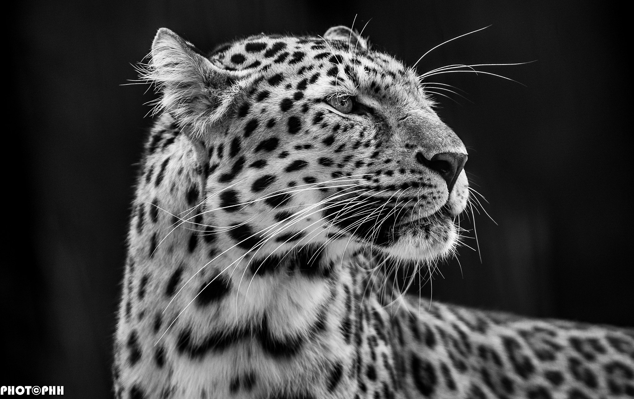 Nikon D3 sample photo. Leopard photography