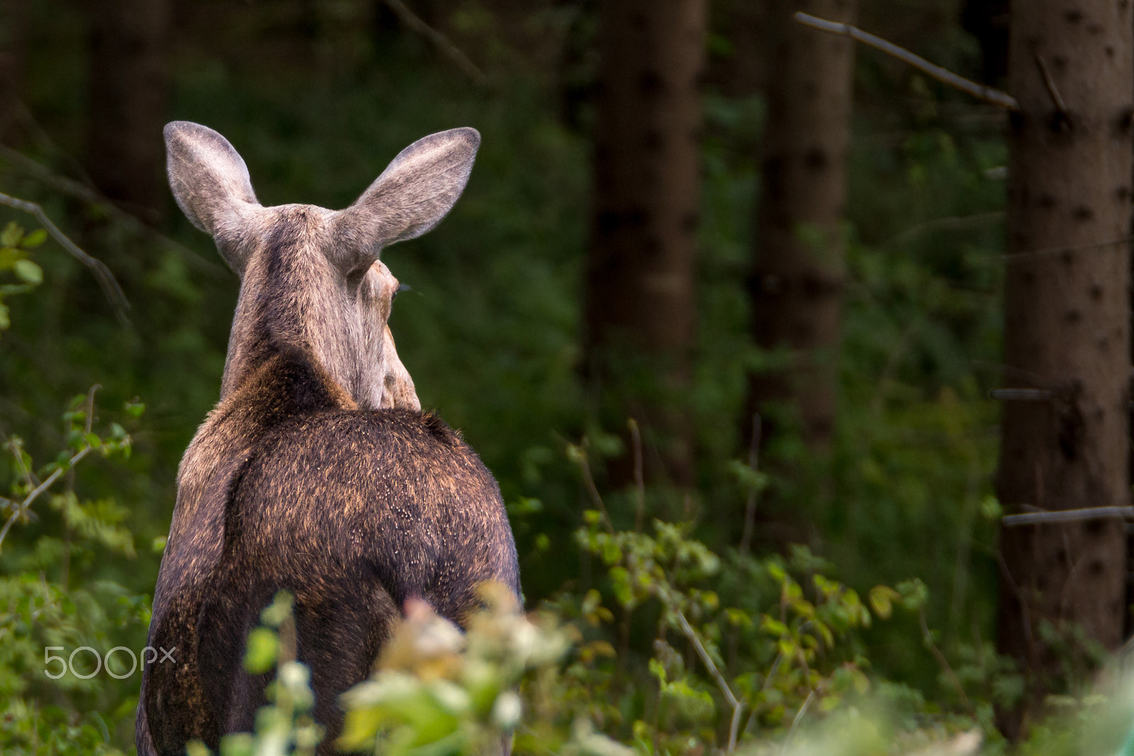 Canon EOS 60D + 150-600mm F5-6.3 DG OS HSM | Sports 014 sample photo. What can this elk hear in the forest? photography
