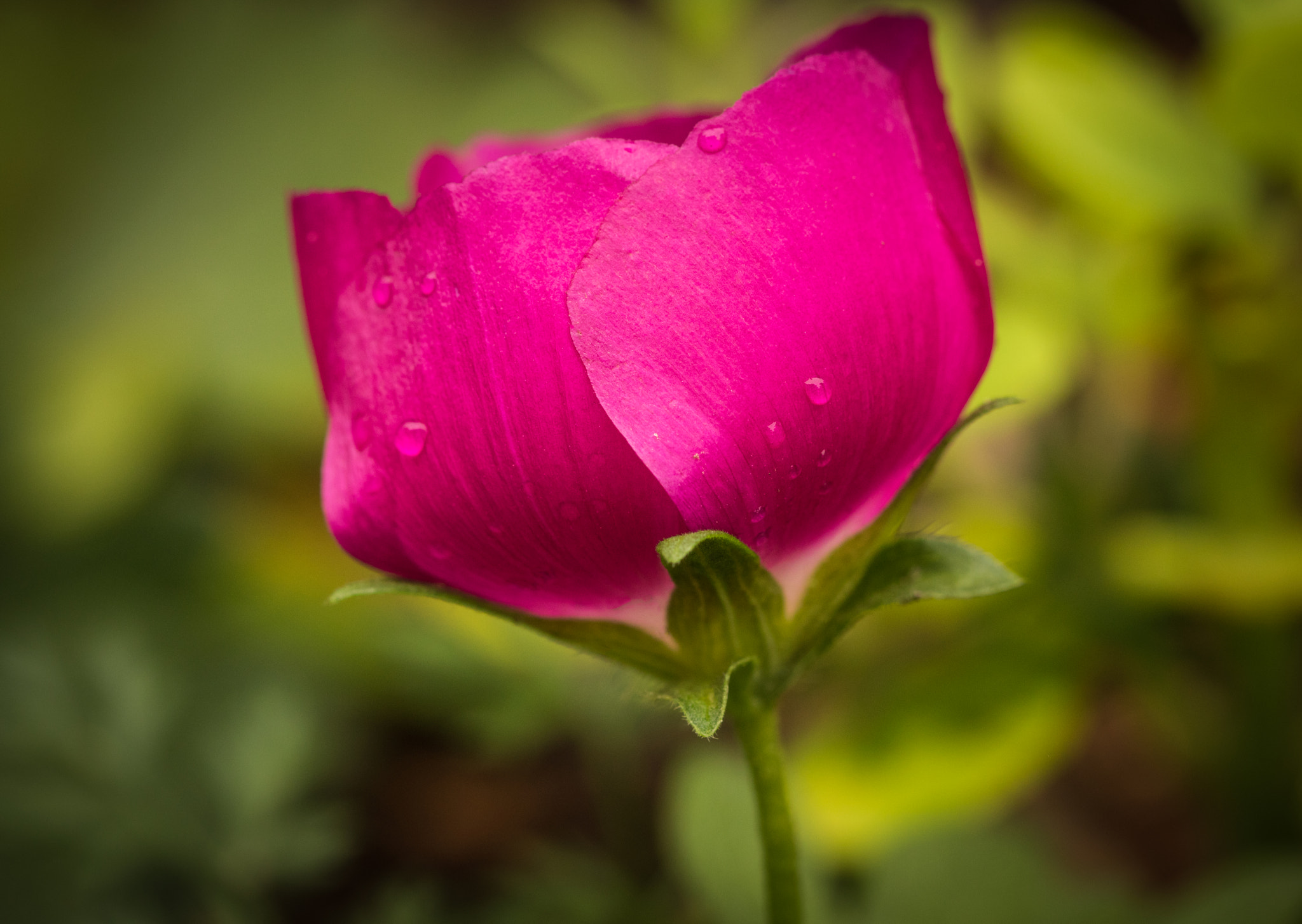 Canon EOS 760D (EOS Rebel T6s / EOS 8000D) + Canon EF 100mm F2.8L Macro IS USM sample photo. Pink petals on green stem photography