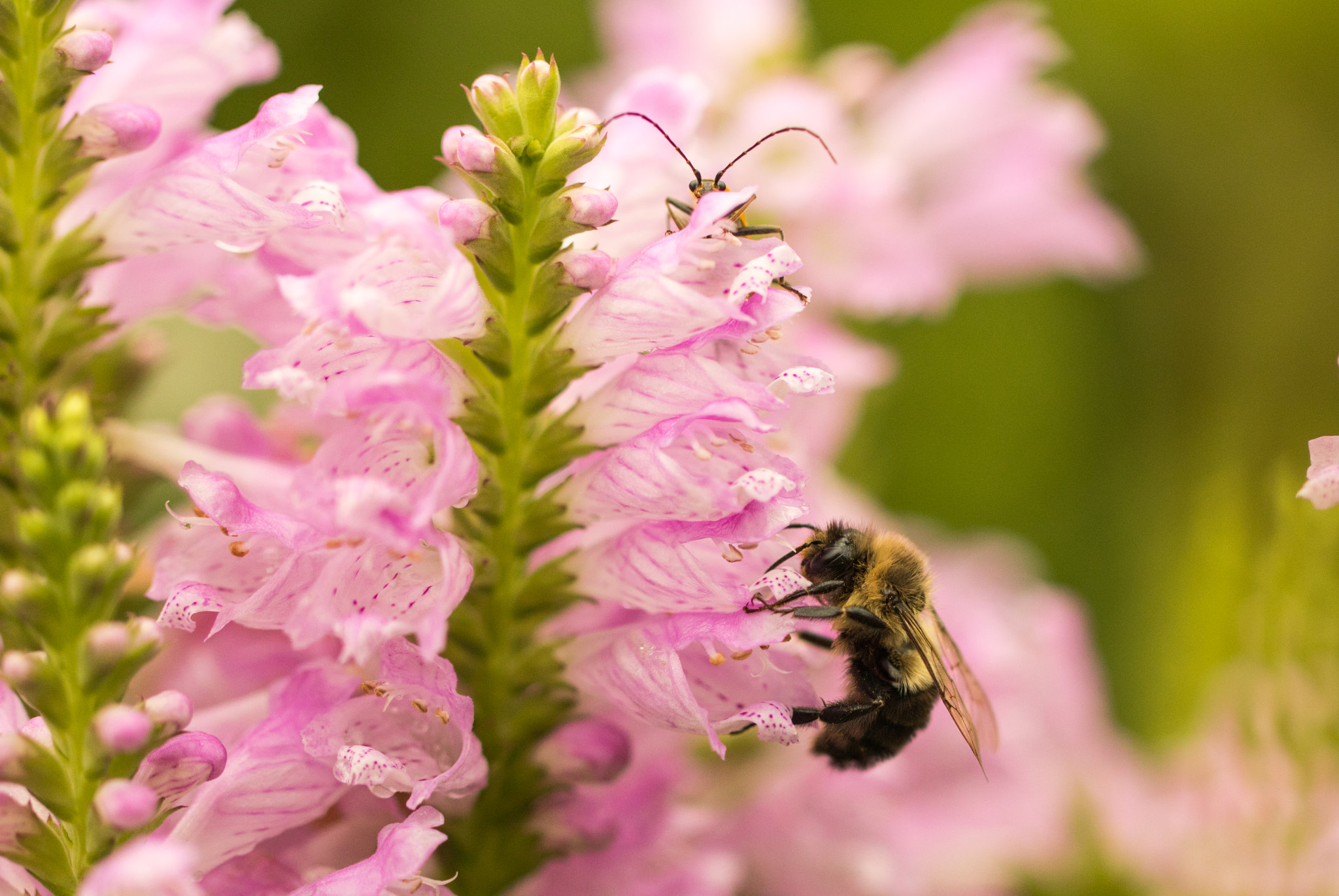 Canon EOS 760D (EOS Rebel T6s / EOS 8000D) sample photo. Bee and beetle on pink flowers photography