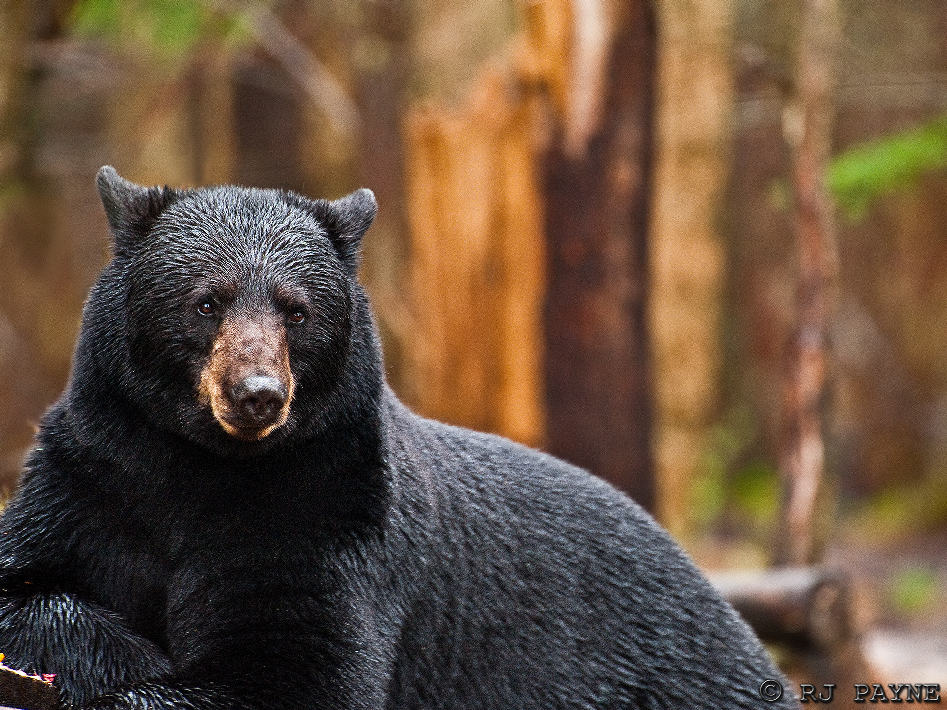 Nikon AF-S Nikkor 500mm F4G ED VR sample photo. Black bear - orr minnesota photography