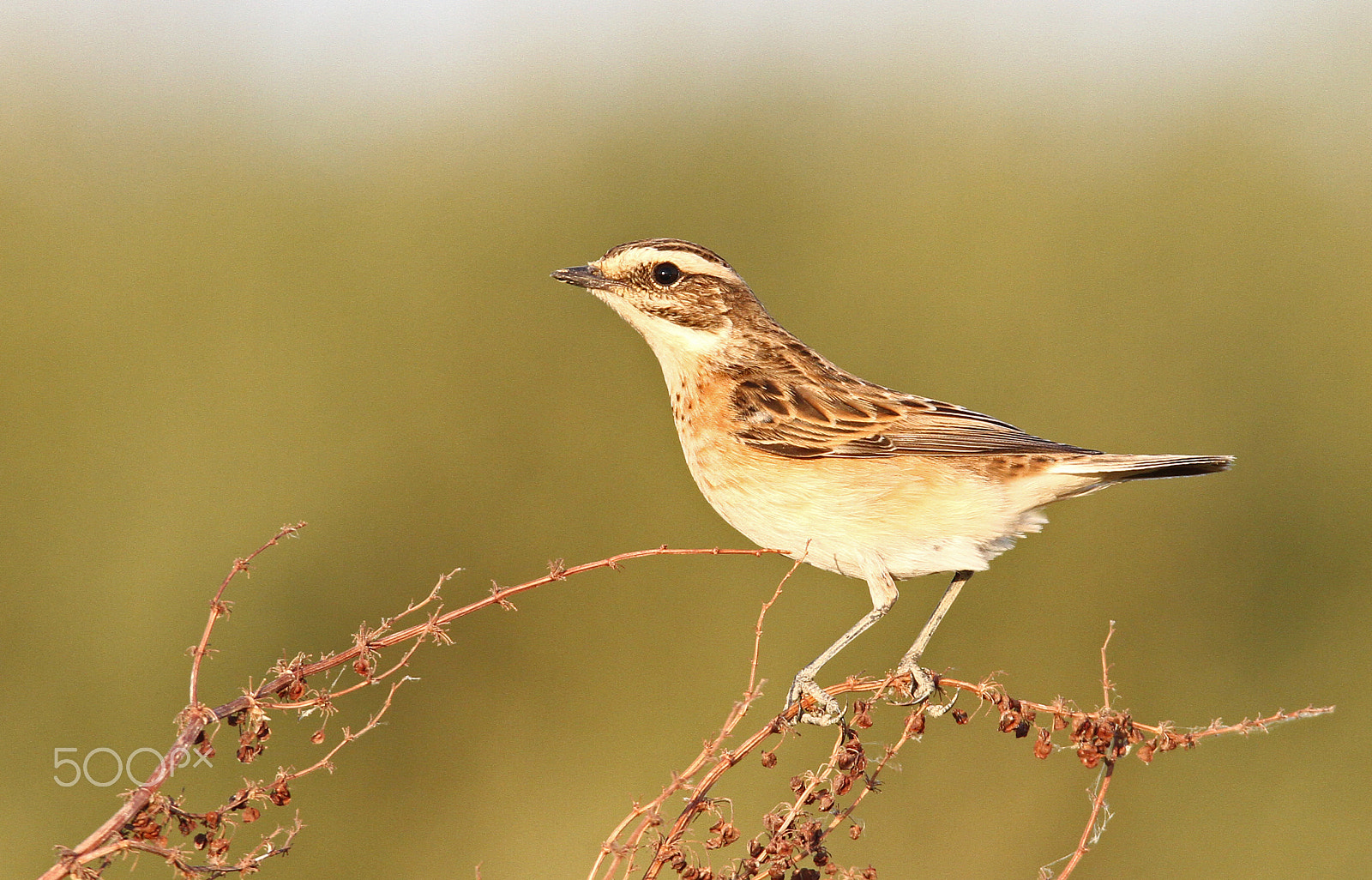 Sigma 150-600mm F5-6.3 DG OS HSM | C sample photo. Tarabilla norteña al atardecer/whinchat at sunset photography