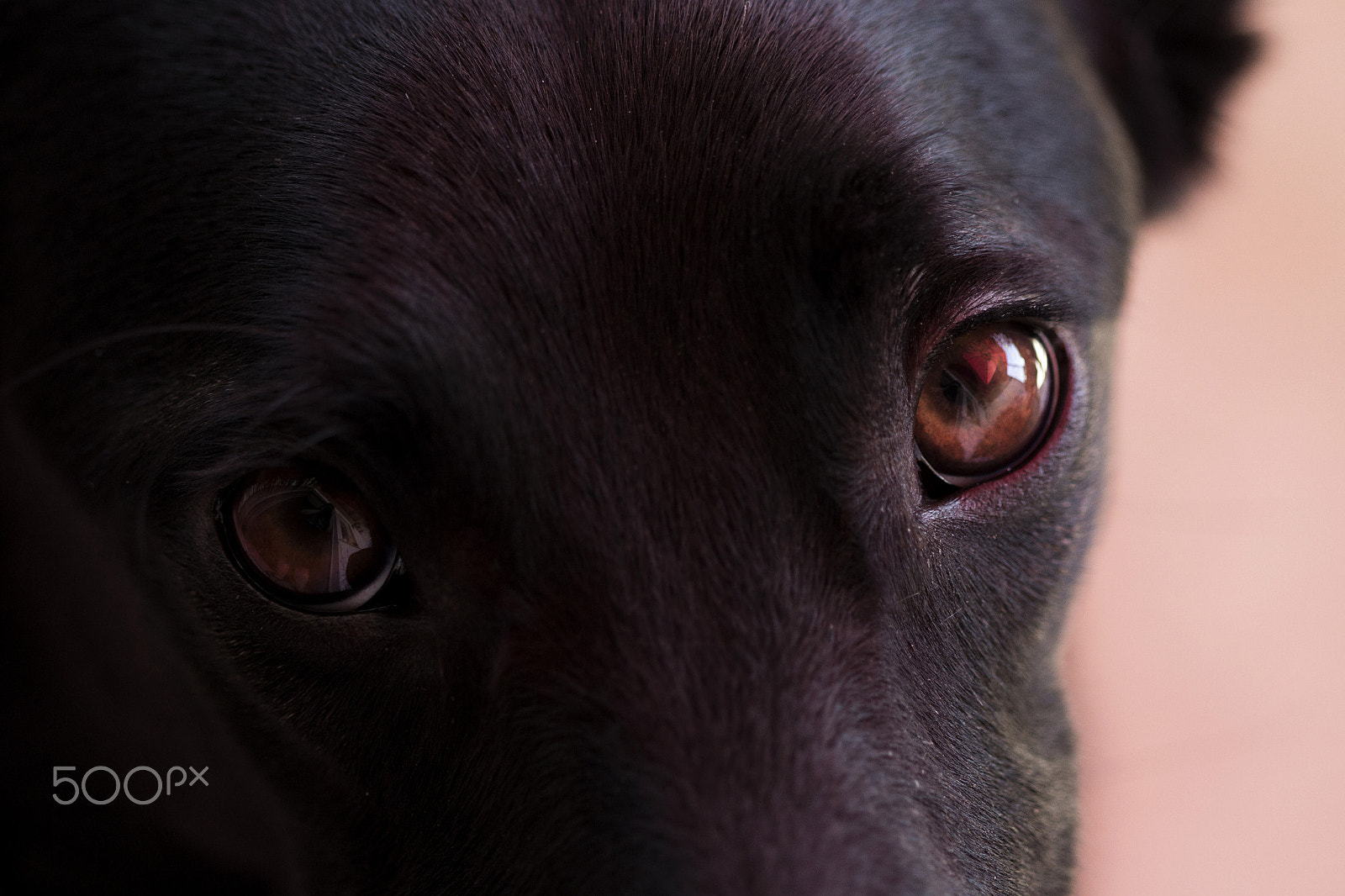 Canon EF 100mm F2.8 Macro USM sample photo. Red light photography