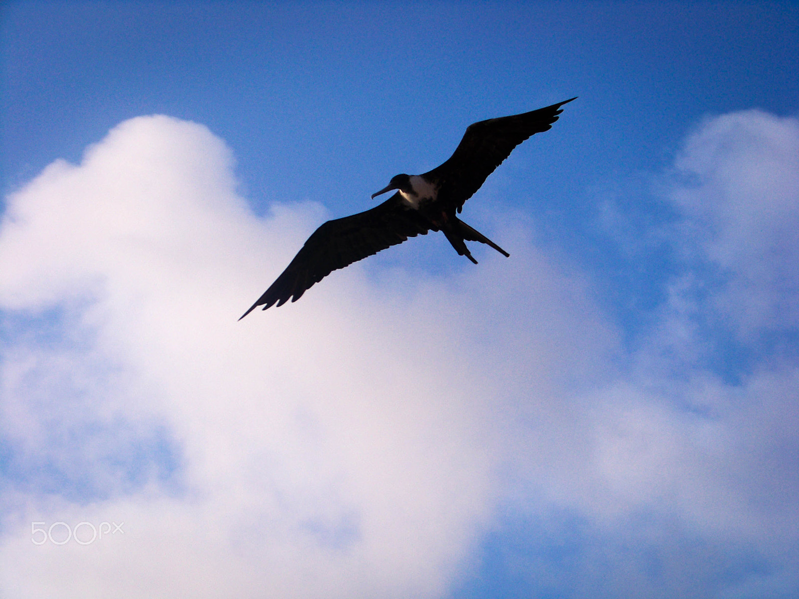 Kodak EASYSHARE Z8612 IS DIGITAL CAMERA sample photo. Seagull overflying photography