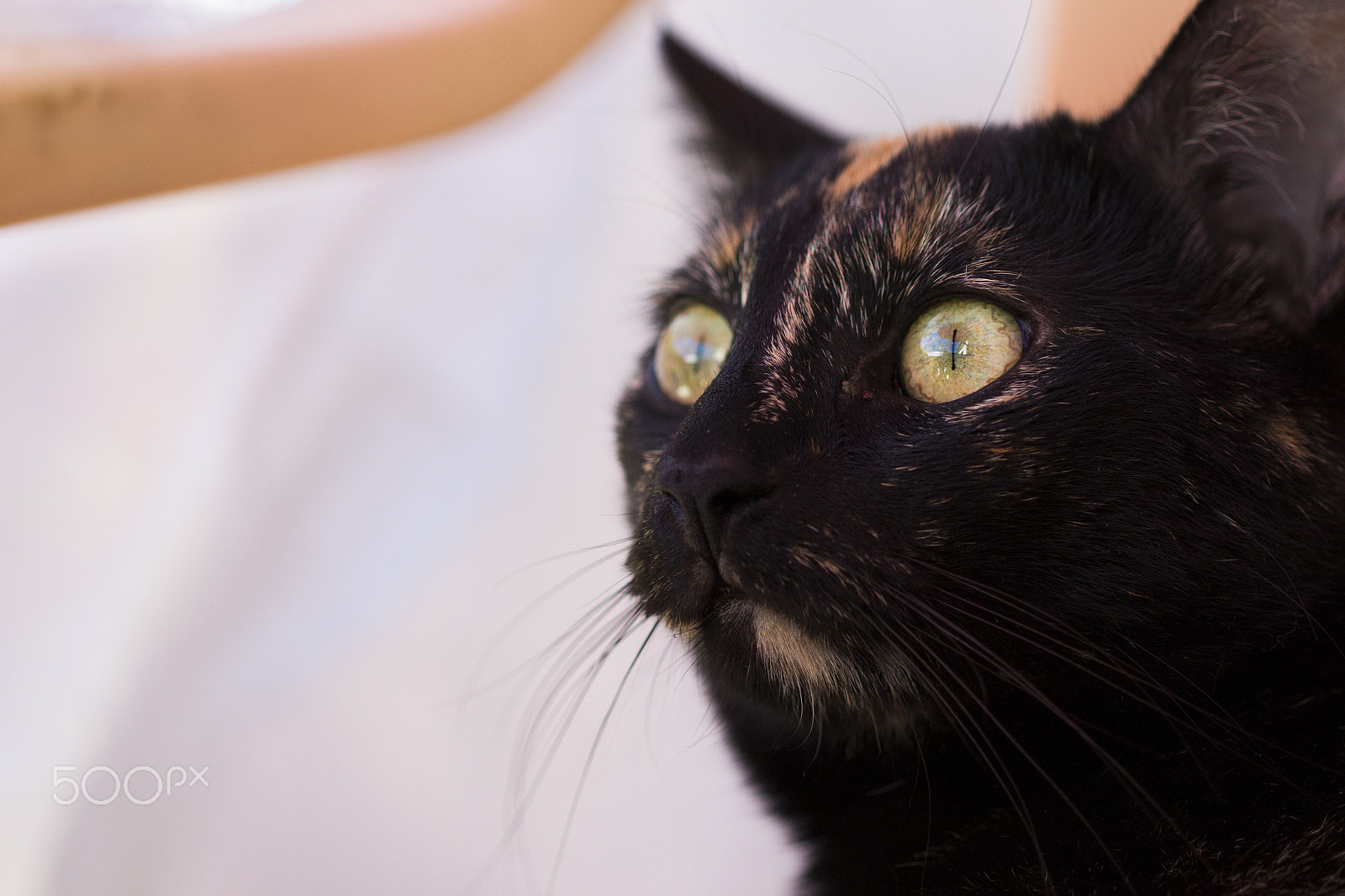 Canon EF 100mm F2.8 Macro USM sample photo. Luna photography