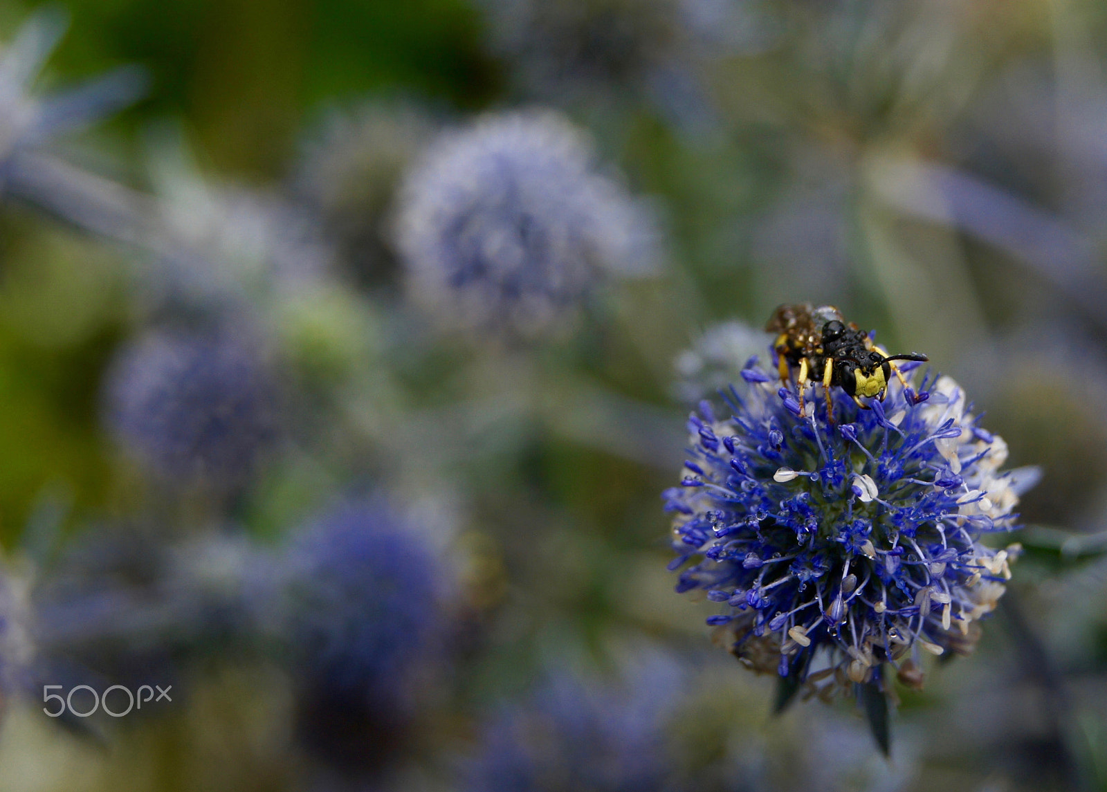 Sony Alpha DSLR-A450 sample photo. Looking for food on a rainy day photography