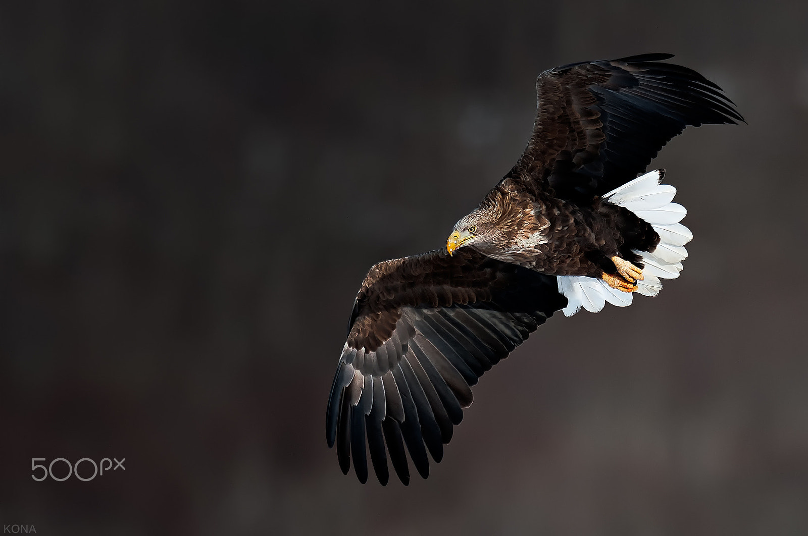Nikon AF-S Nikkor 400mm F2.8G ED VR II sample photo. Ojirowasi photography