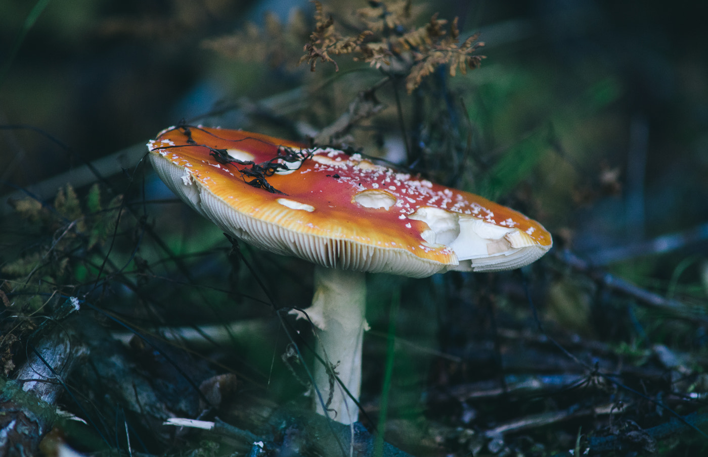 Sony a7 + Minolta AF 70-210mm F4 Macro sample photo. Shroom photography