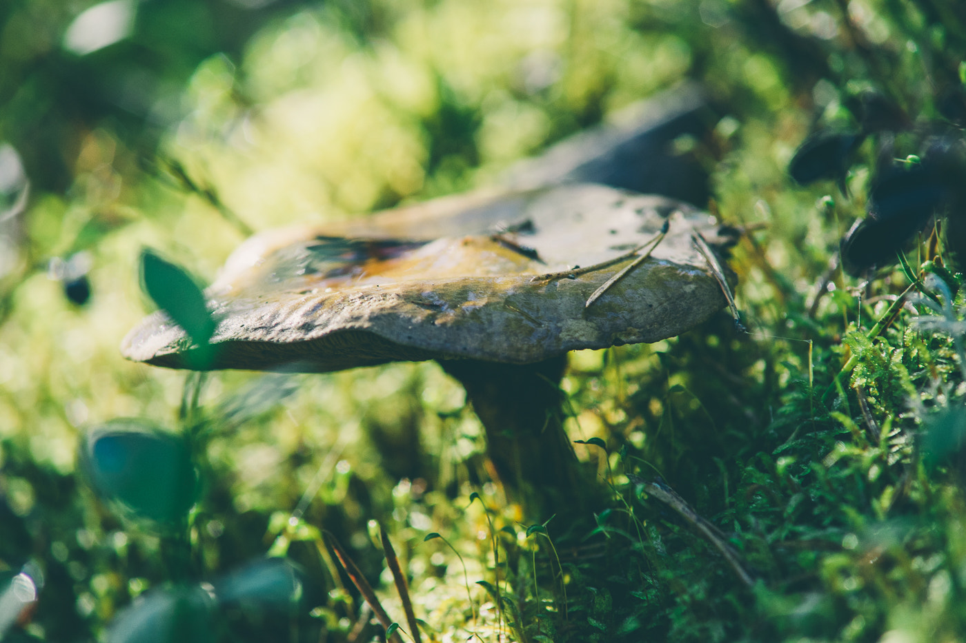 Sony a7 + Minolta AF 70-210mm F4 Macro sample photo. Shroom photography