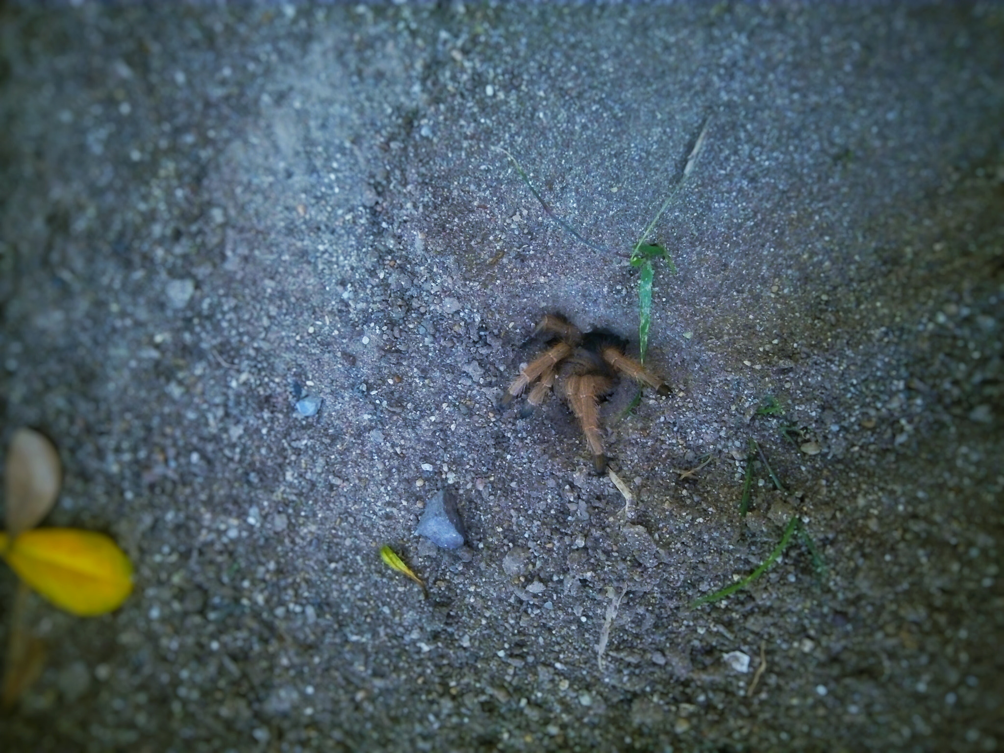 ZTE BLADE V6 sample photo. Why so shy? ... photography