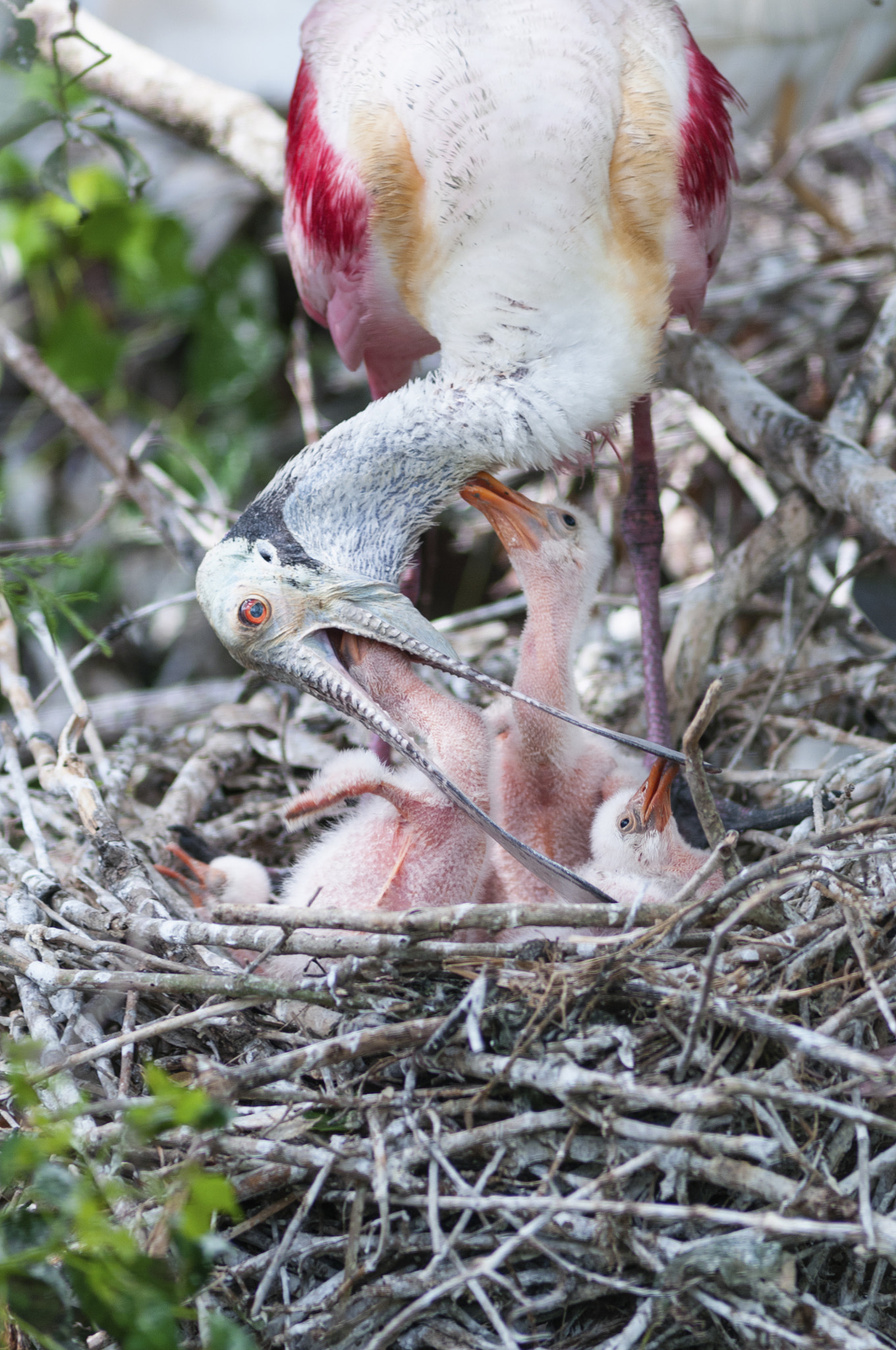 Nikon D300S + AF Nikkor 300mm f/4 IF-ED sample photo. Roseate spoonbill feeding chicks in nest photography