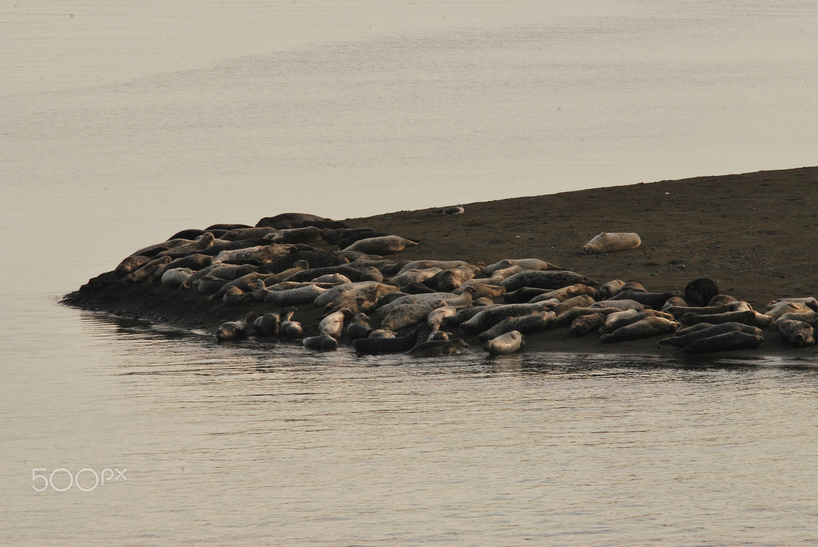 Sigma 150-500mm F5-6.3 DG OS HSM sample photo. Mouth of smith river to ocean (3) photography