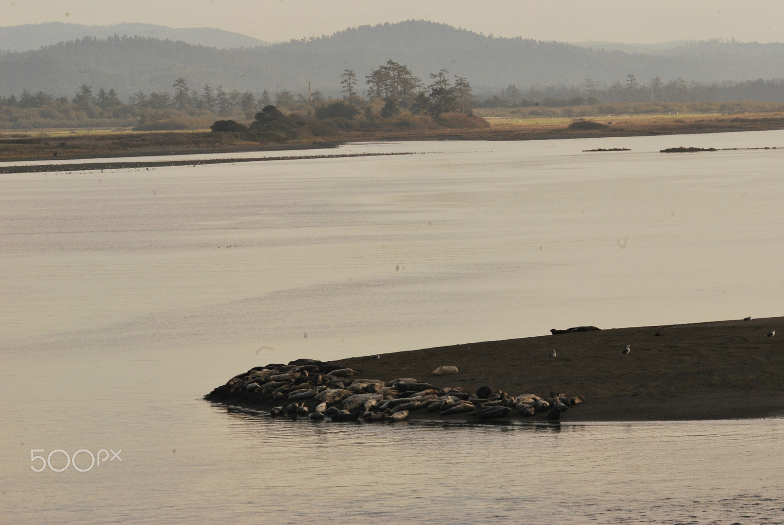 Sigma 150-500mm F5-6.3 DG OS HSM sample photo. Mouth of smith river to ocean (4) photography