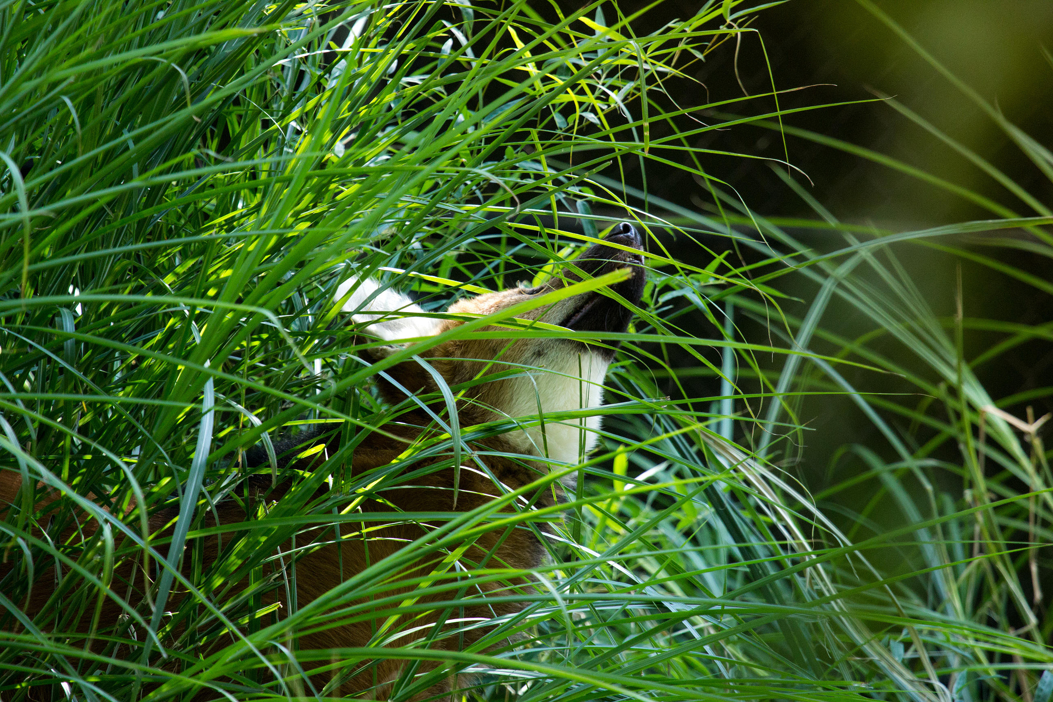 Canon EF 100-400mm F4.5-5.6L IS USM sample photo. Niño y animal bajo la vista del memorial photography