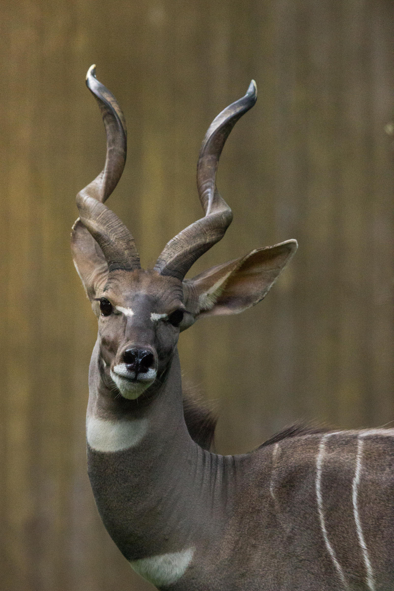 Canon EF 100-400mm F4.5-5.6L IS USM sample photo. Reno photography