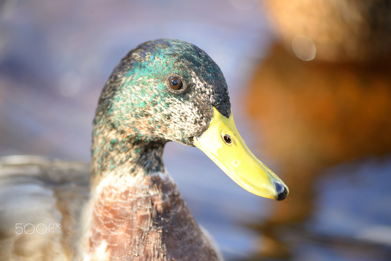 Sigma 70-300mm F4-5.6 APO DG Macro sample photo. Portrait of mallard duck close up. photography