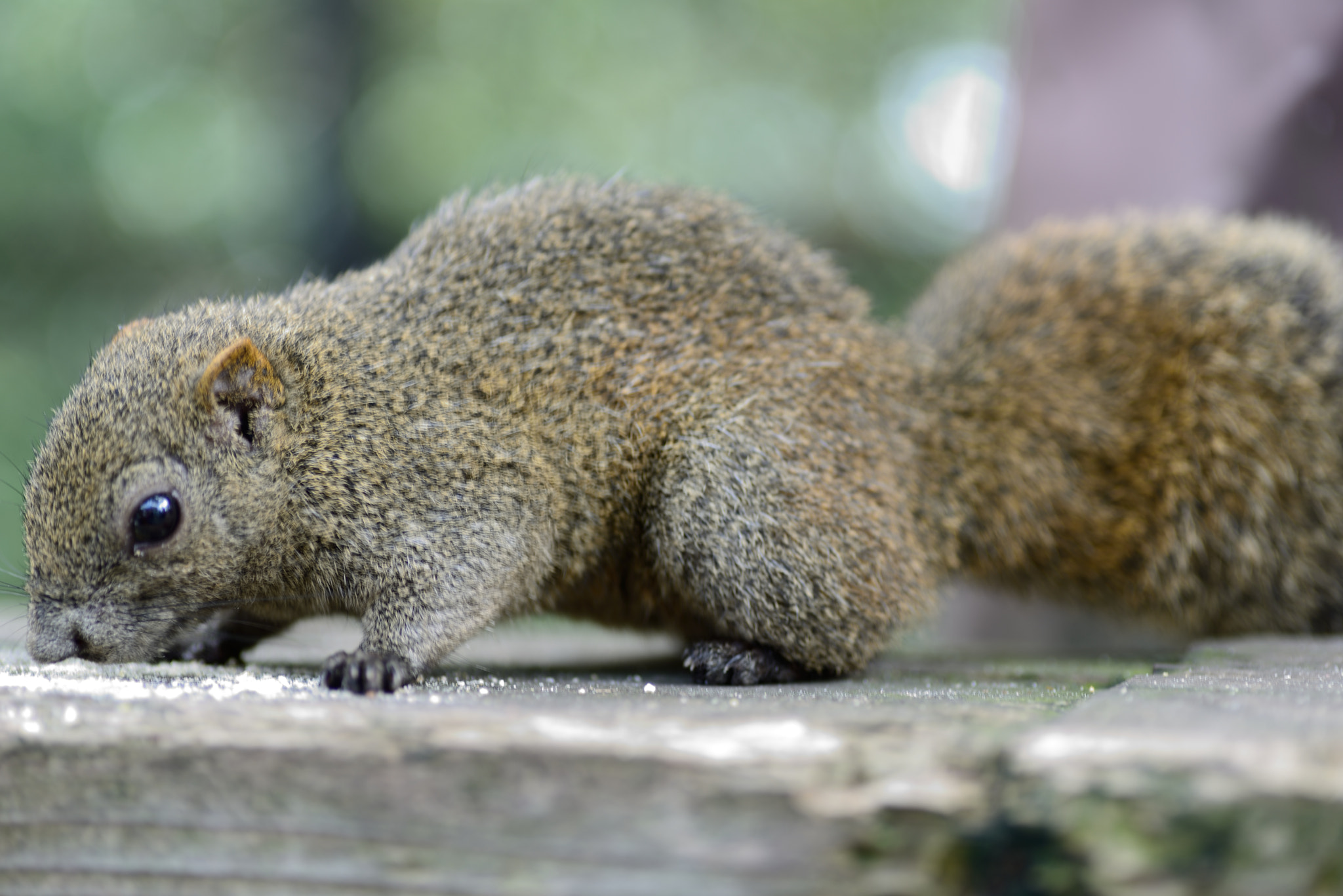 Nikon D600 sample photo. Squirrel photography