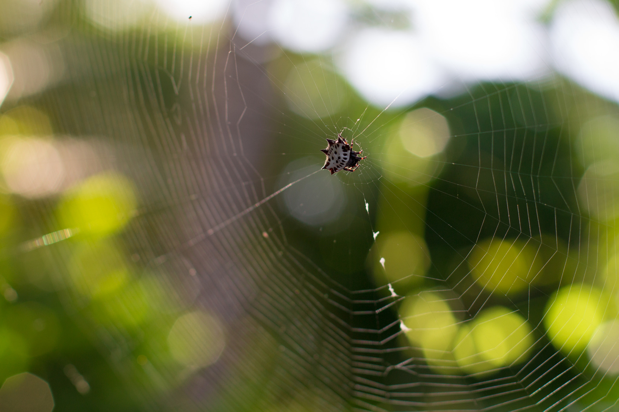 Canon EOS 1200D (EOS Rebel T5 / EOS Kiss X70 / EOS Hi) sample photo. Spider skull photography