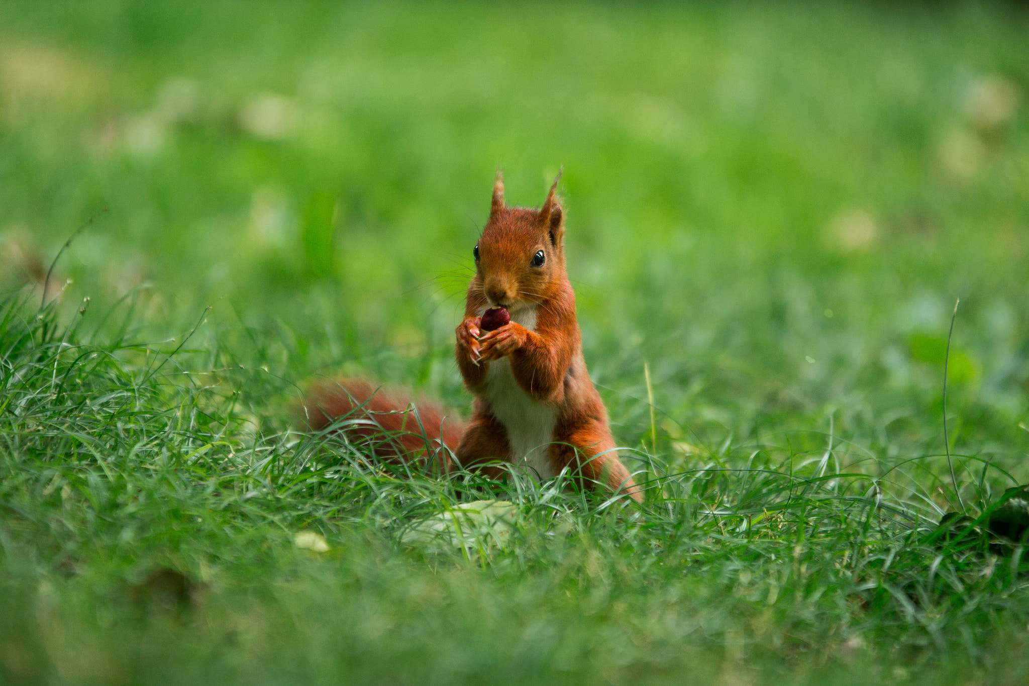 Sigma 70-200mm F2.8 EX DG OS HSM sample photo. Oak grower photography