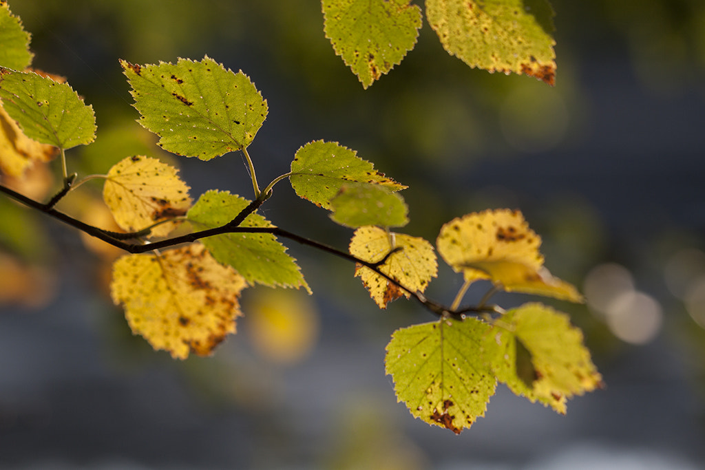 Canon EOS 50D + Canon EF 100mm F2.8L Macro IS USM sample photo. Autumn photography