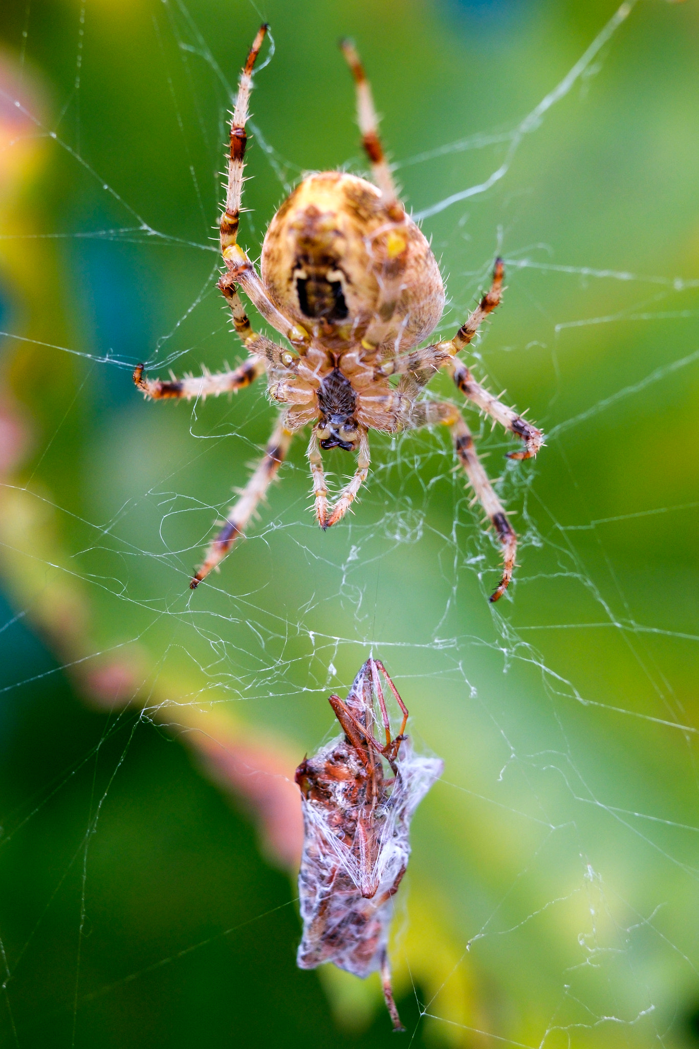 Fujifilm X-T10 + Fujifilm XF 90mm F2 R LM WR sample photo. Spider and it's prey photography