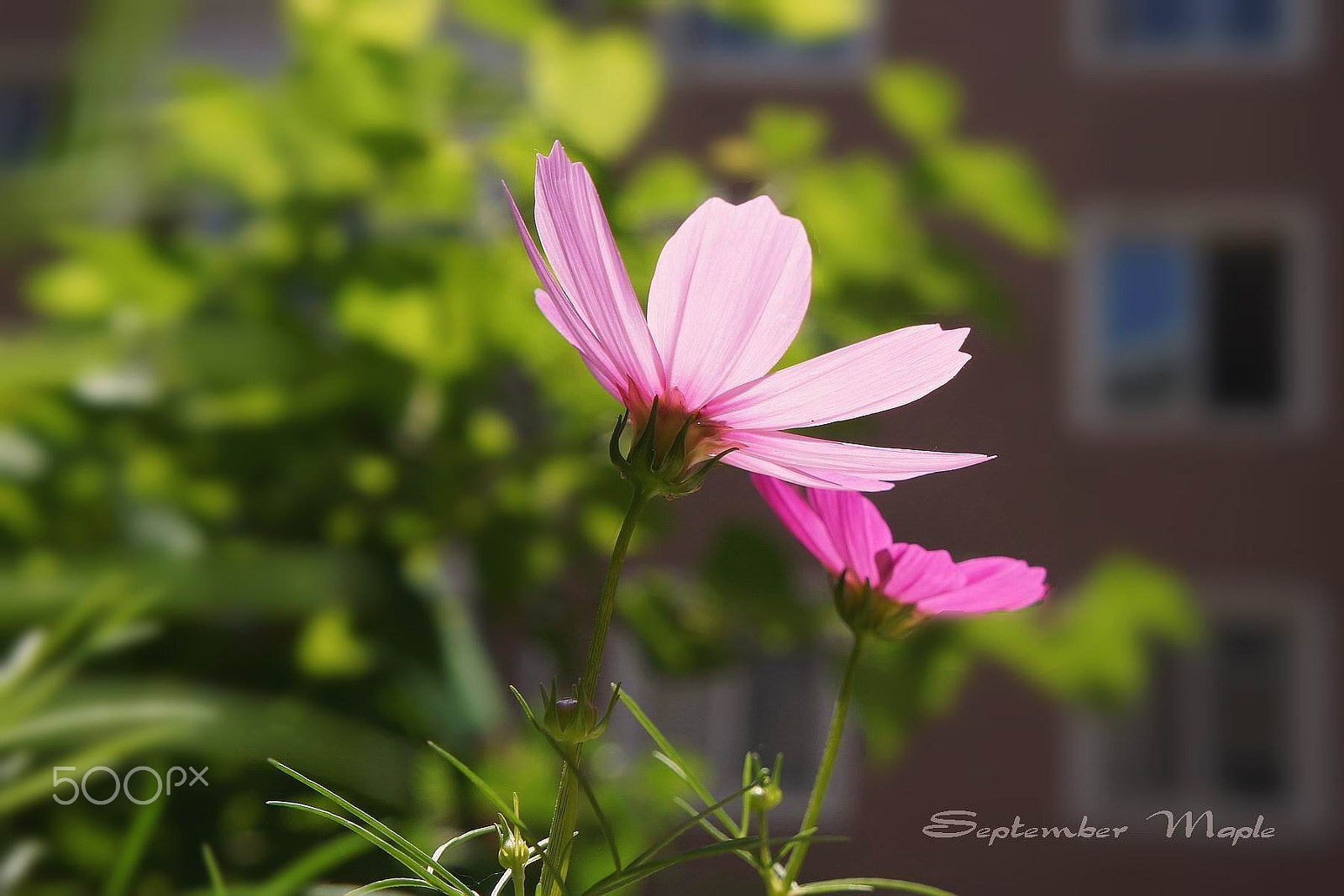 Sony NEX-5C + Sony E 18-55mm F3.5-5.6 OSS sample photo. 逆光的波斯菊 photography