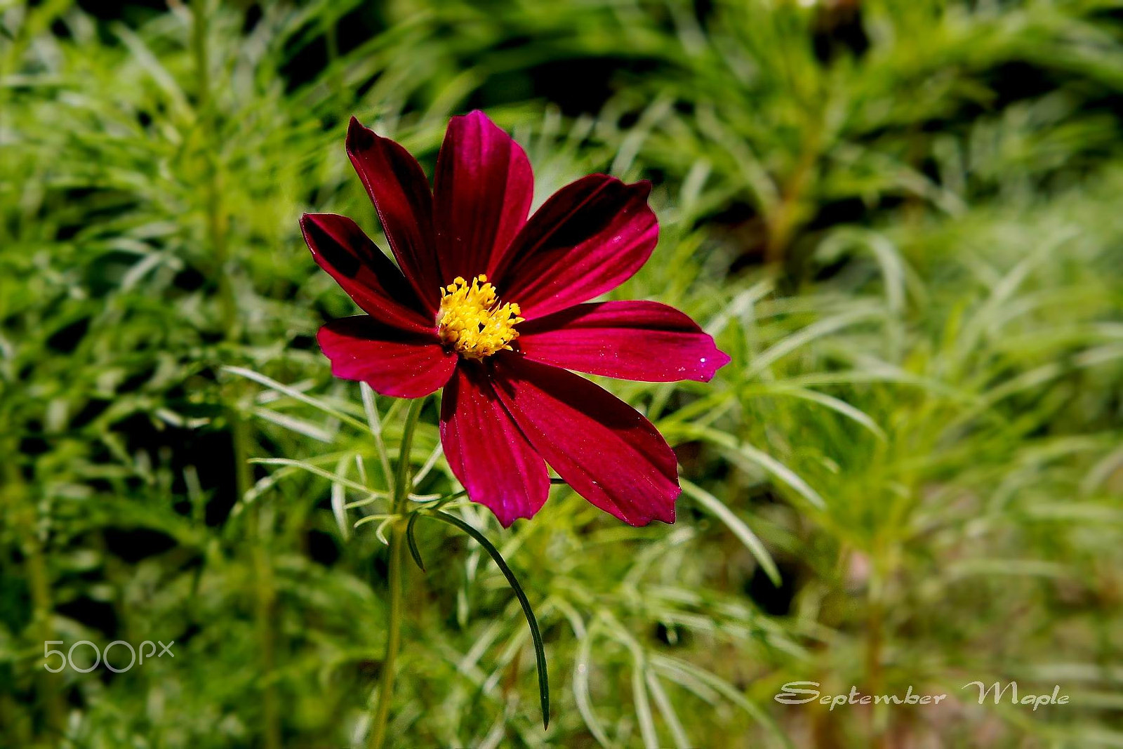 Sony NEX-5C + Sony E 18-55mm F3.5-5.6 OSS sample photo. 深红色波斯菊 photography