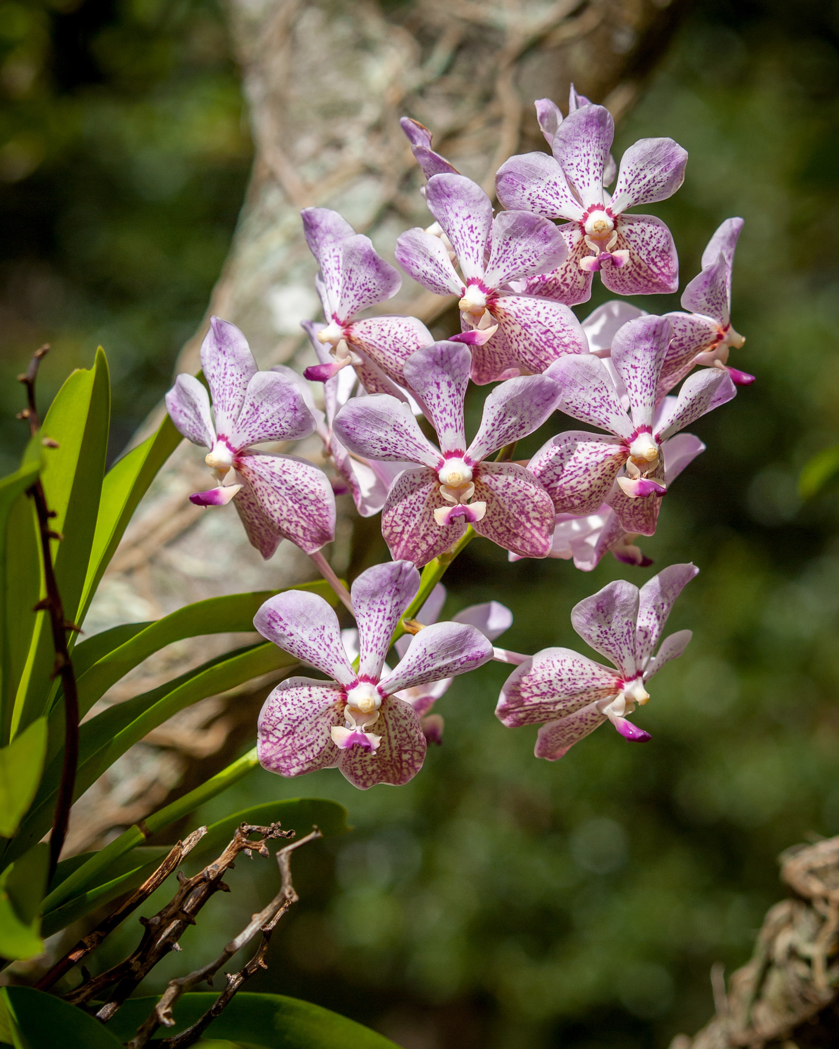 Olympus E-620 (EVOLT E-620) sample photo. Orquideas photography