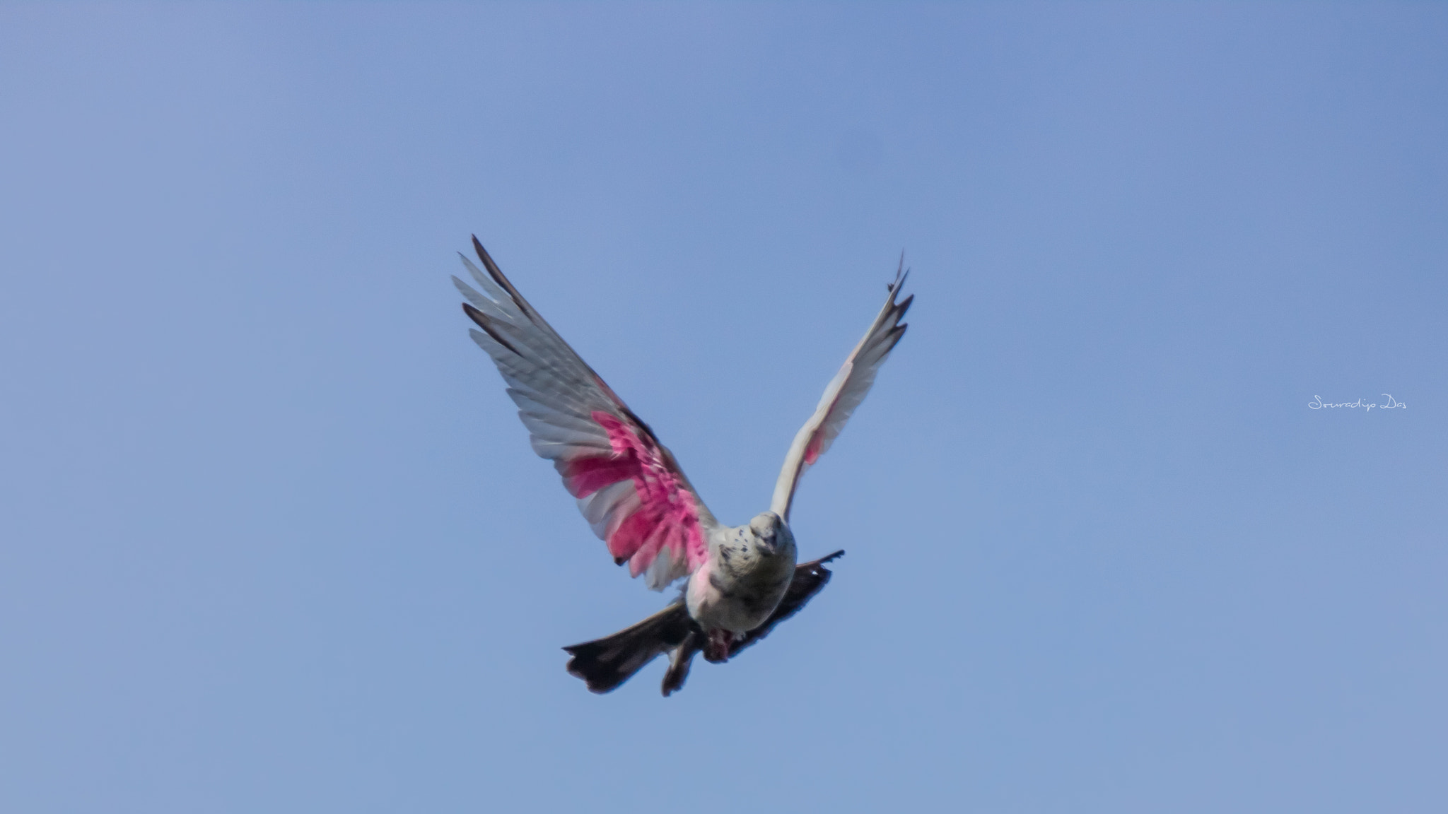 Tamron SP 150-600mm F5-6.3 Di VC USD sample photo. Red winged photography