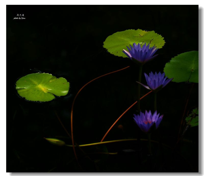 Nikon D800E + Nikon AF-S Nikkor 70-200mm F2.8G ED VR sample photo. Water lily photography