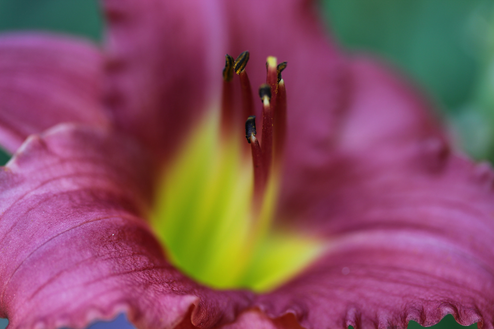 Canon EF-S 60mm F2.8 Macro USM sample photo. Center of attention photography