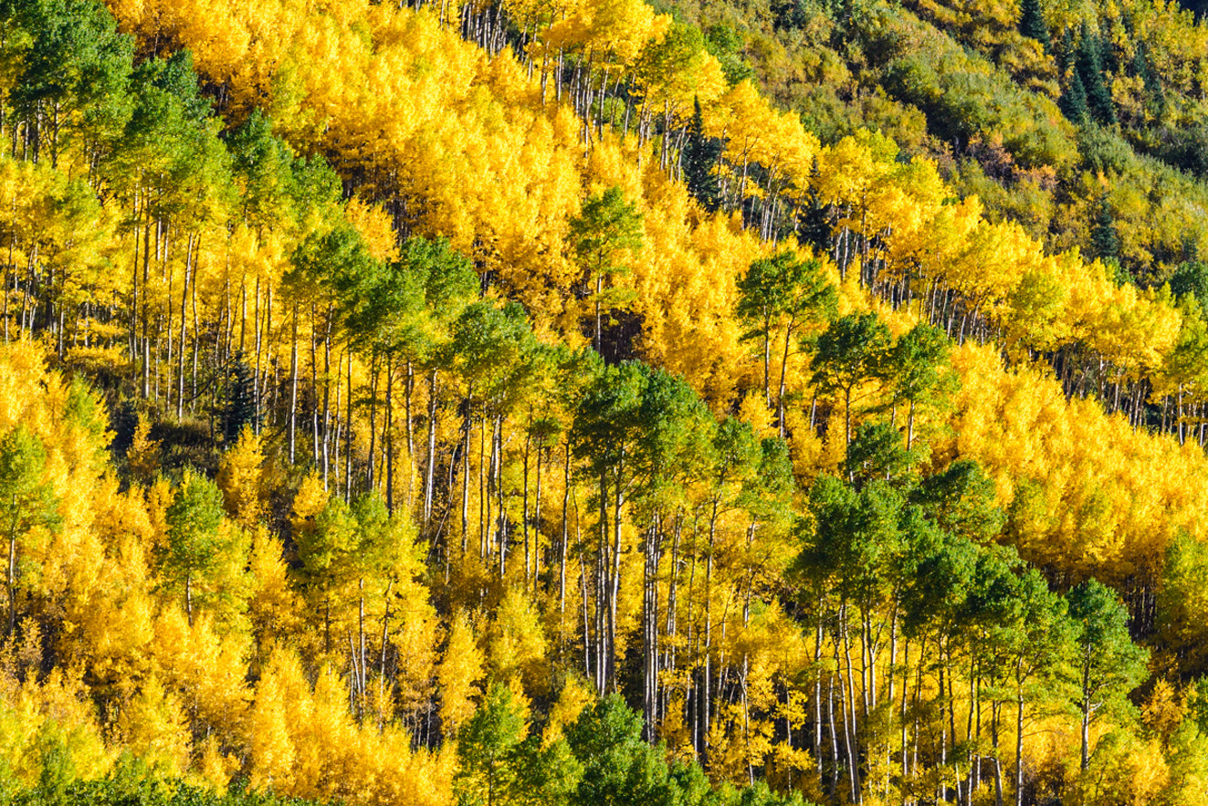 Nikon D600 sample photo. Colorado aspens in the fall photography