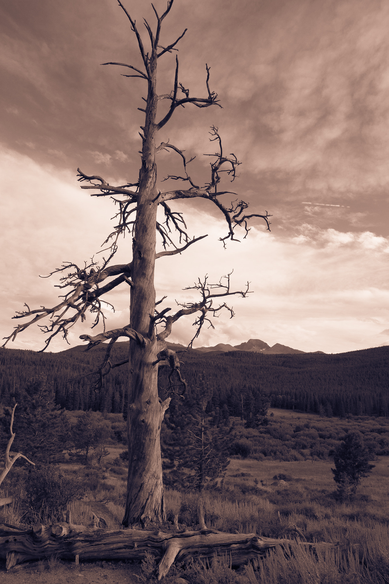 Sony SLT-A58 sample photo. Mad max pine photography