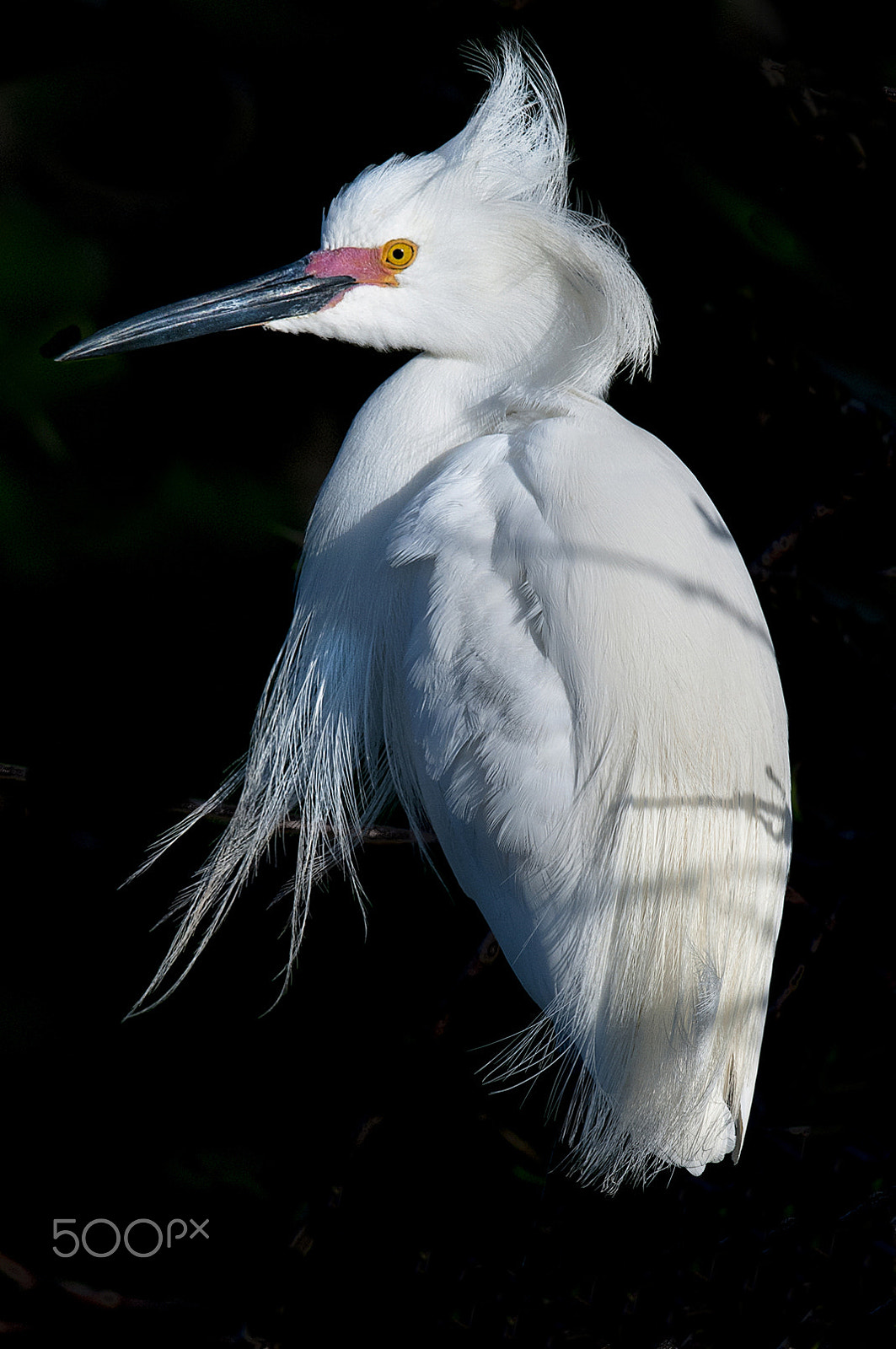 Nikon D300 + Nikon AF-S Nikkor 600mm F4G ED VR sample photo. Cattle egret photography