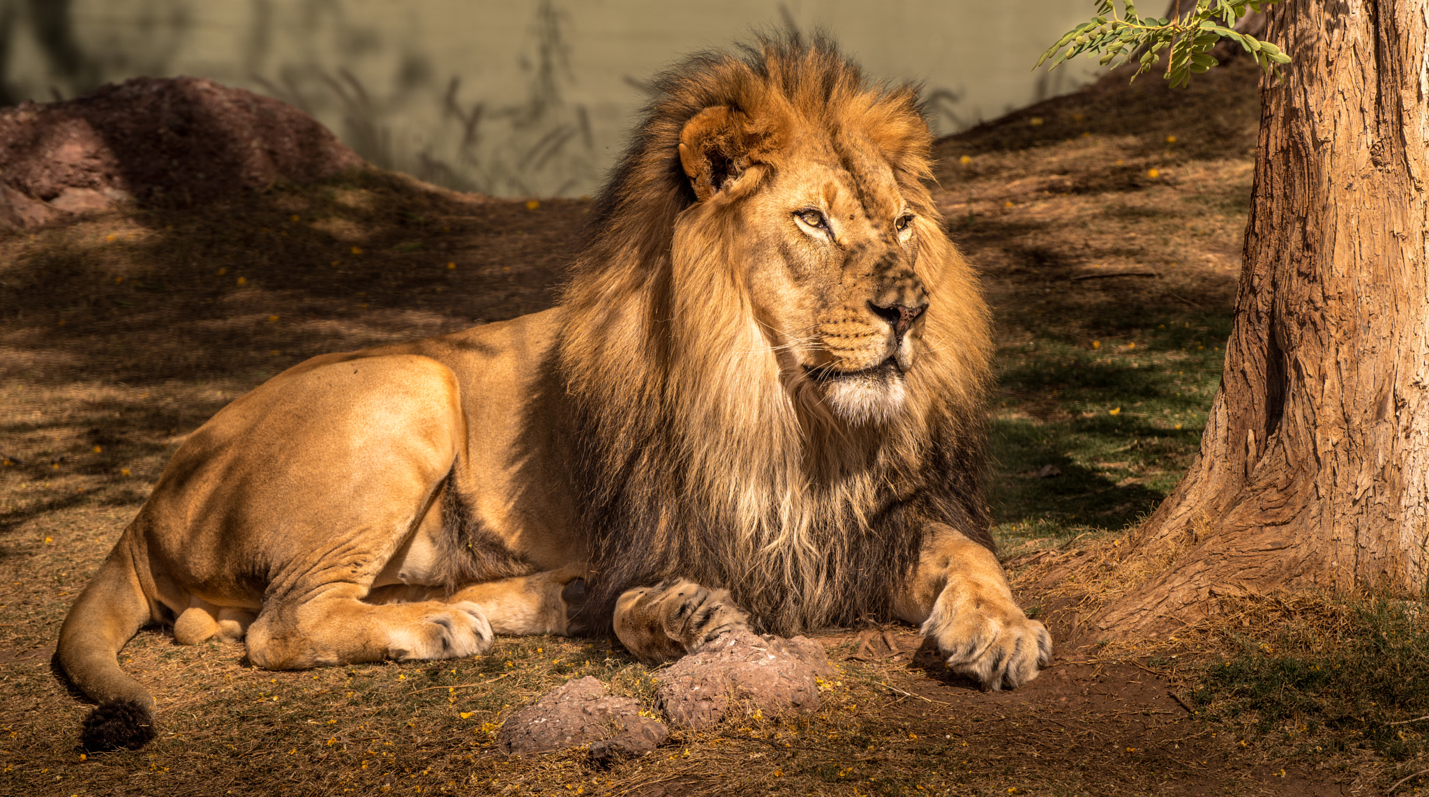 Pentax K-1 sample photo. Lion photography