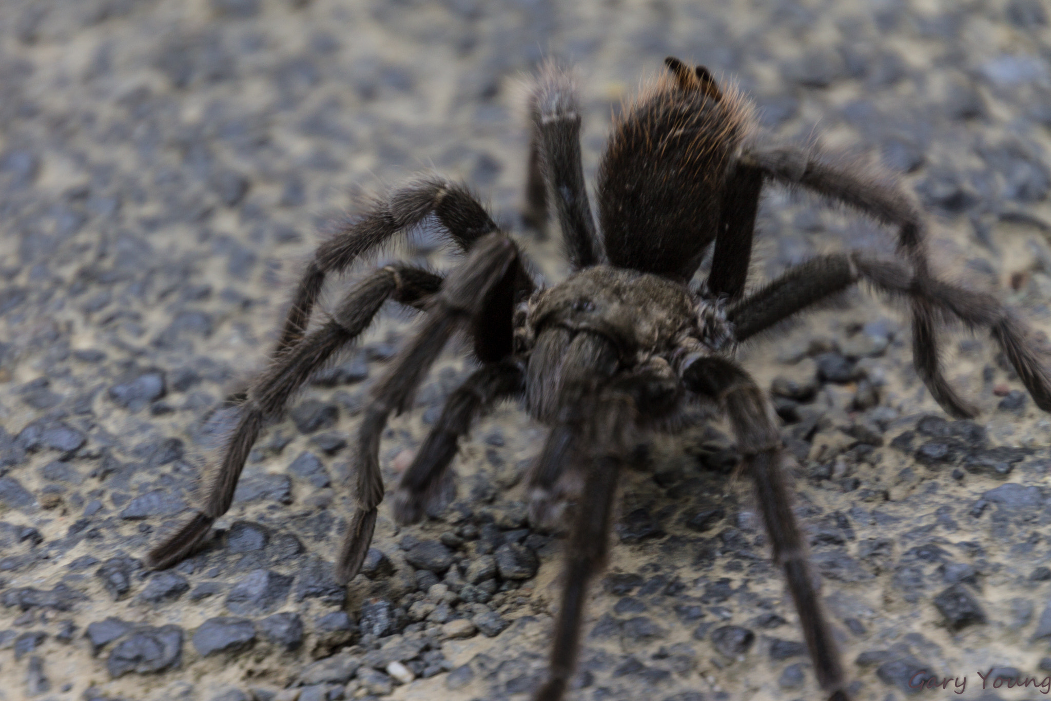 Canon EOS 1100D (EOS Rebel T3 / EOS Kiss X50) sample photo. Creepy crawly photography