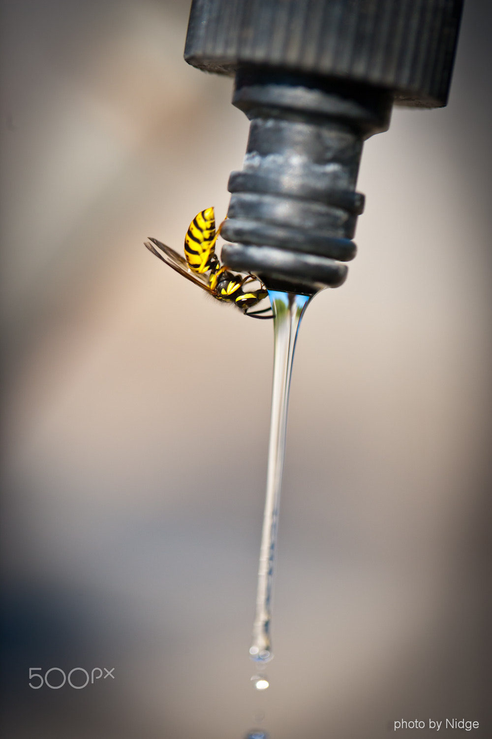 Canon EF 100mm F2.8L Macro IS USM sample photo. Wasp photography