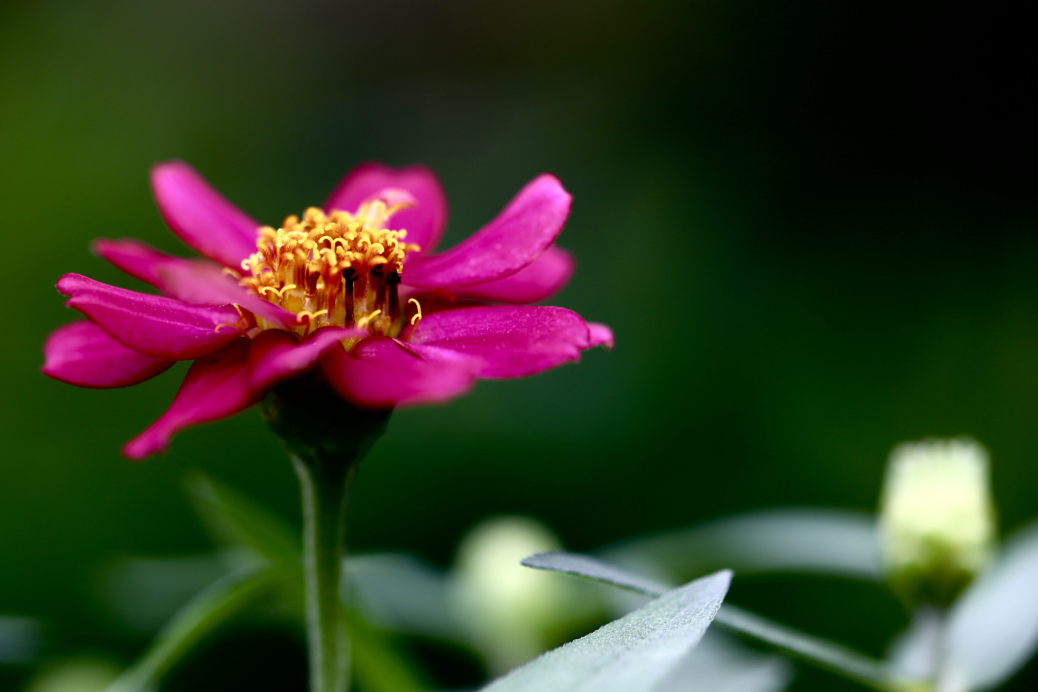 Canon EOS 6D sample photo. Flower photography