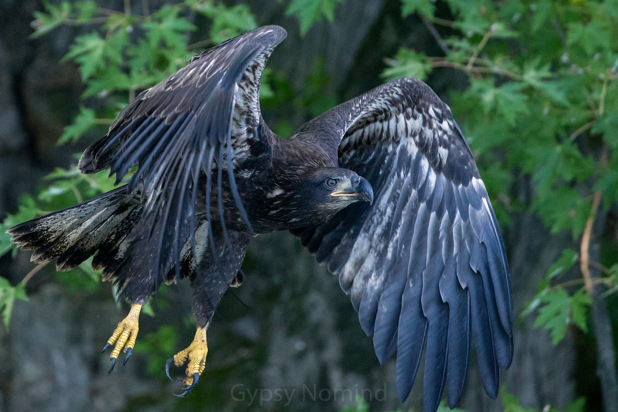 Canon EF 500mm F4L IS USM sample photo. Immature bald eagle photography