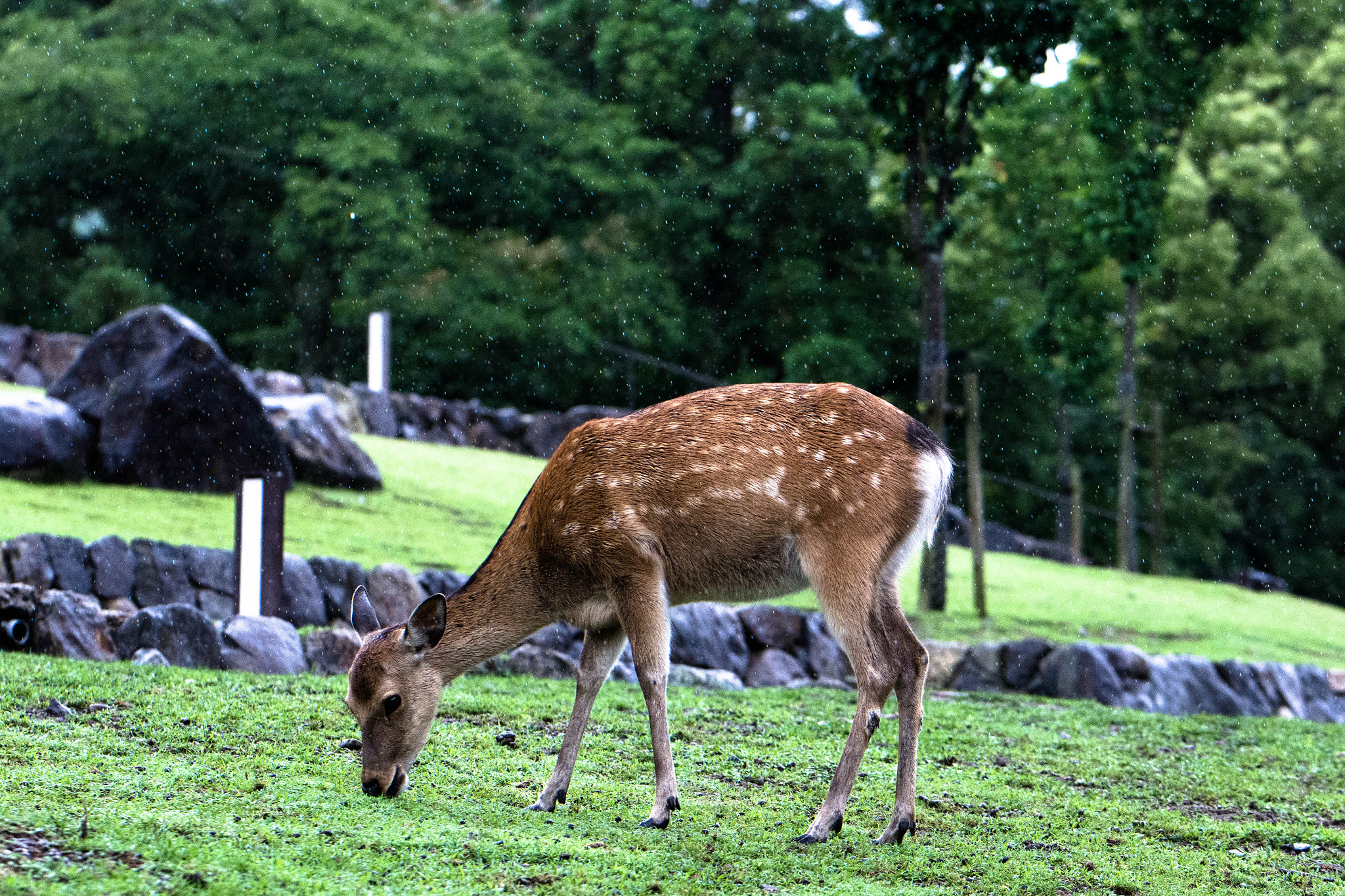 Nikon D5200 + Sigma 105mm F2.8 EX DG Macro sample photo. Nara photography