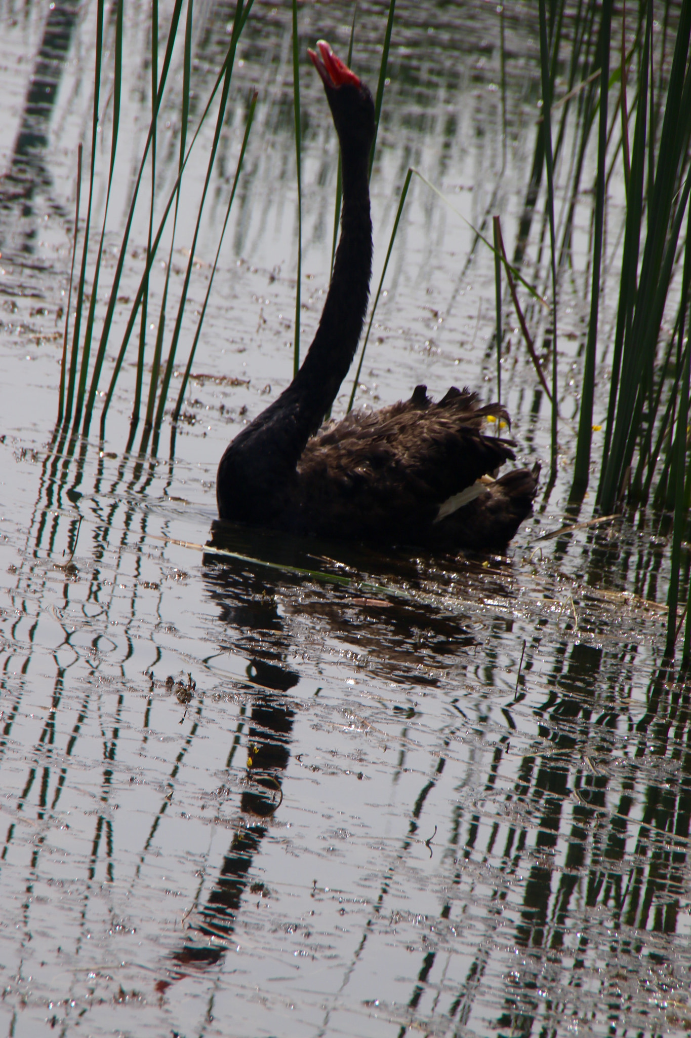 Canon 18-250mm sample photo. Singing back swan photography
