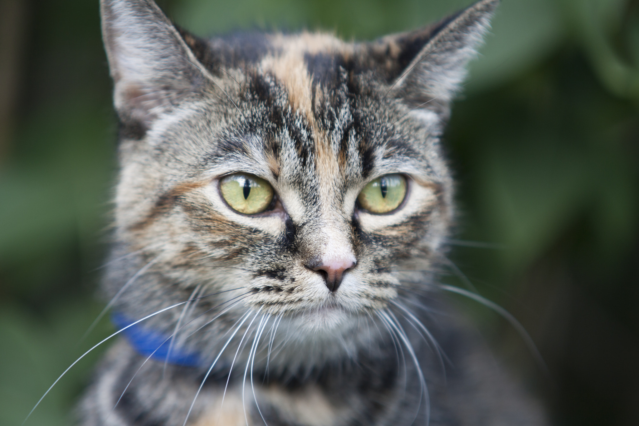 Sigma 70-200mm F2.8 EX DG OS HSM sample photo. Cat photography